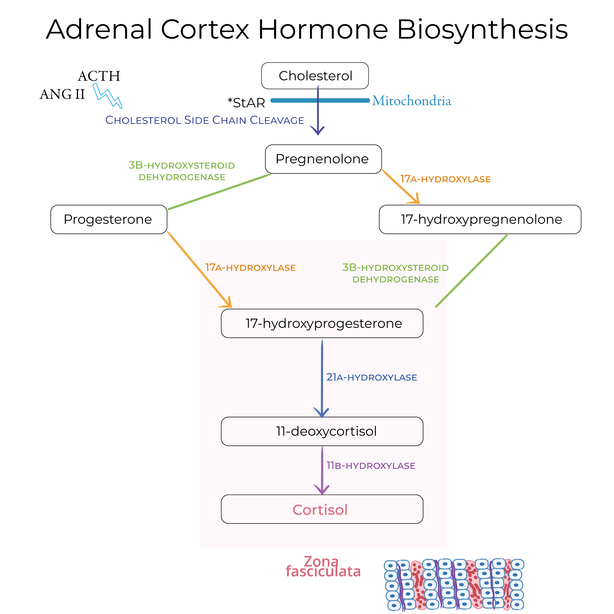Adrenal Cortex Hormones Diagram