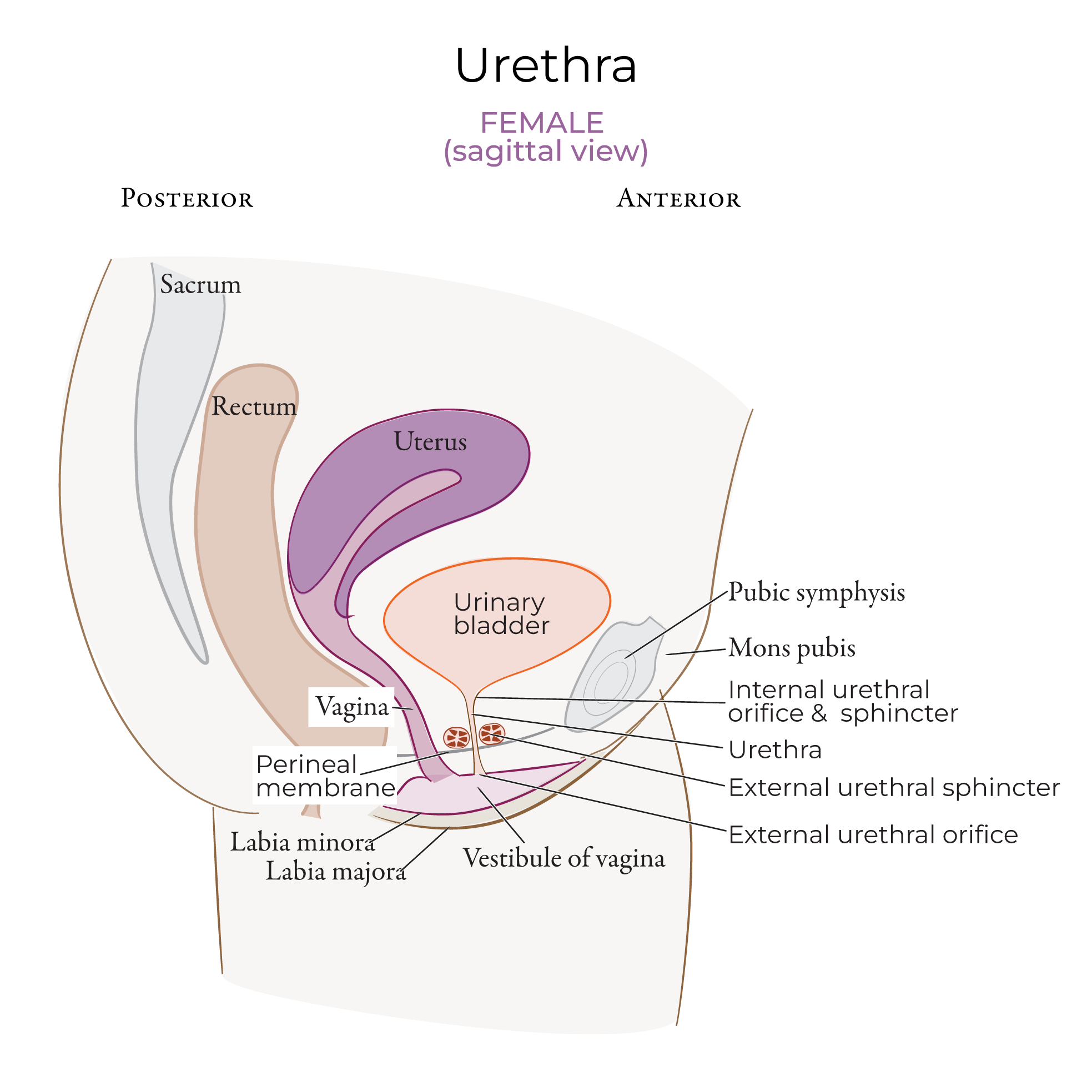 Urethra