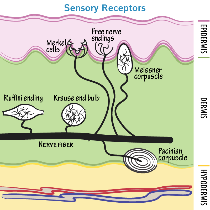 Neuroanatomy Glossary Sensory Receptors Nerve Endings Draw It To 