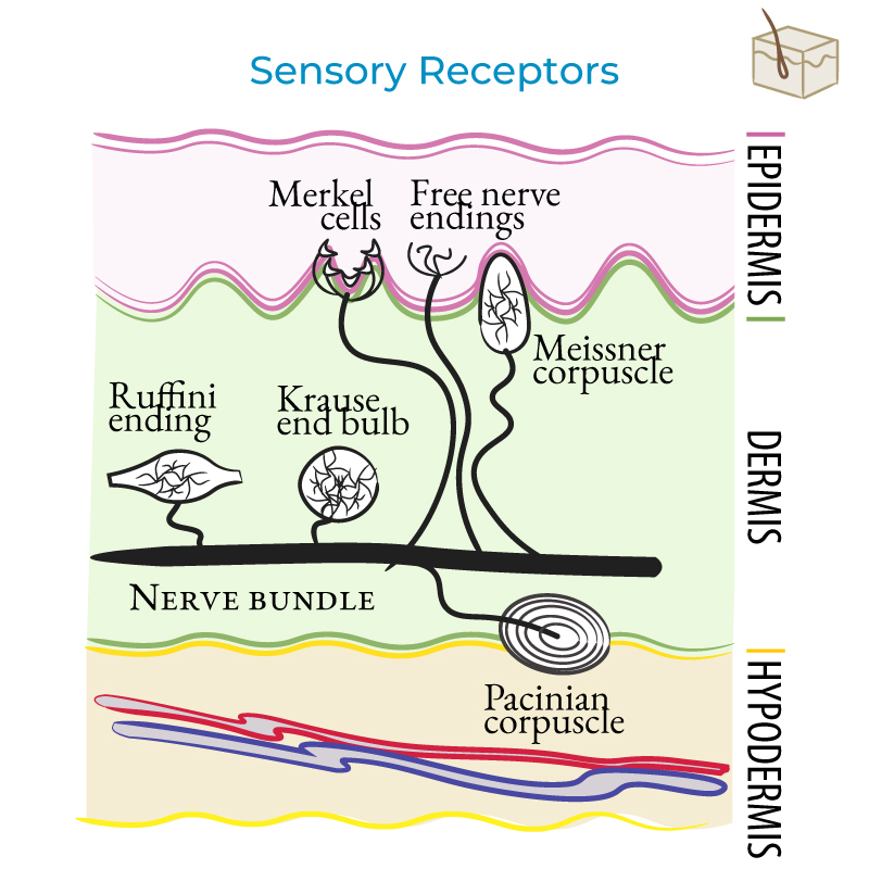 Sensory Receptors - Nerve Endings