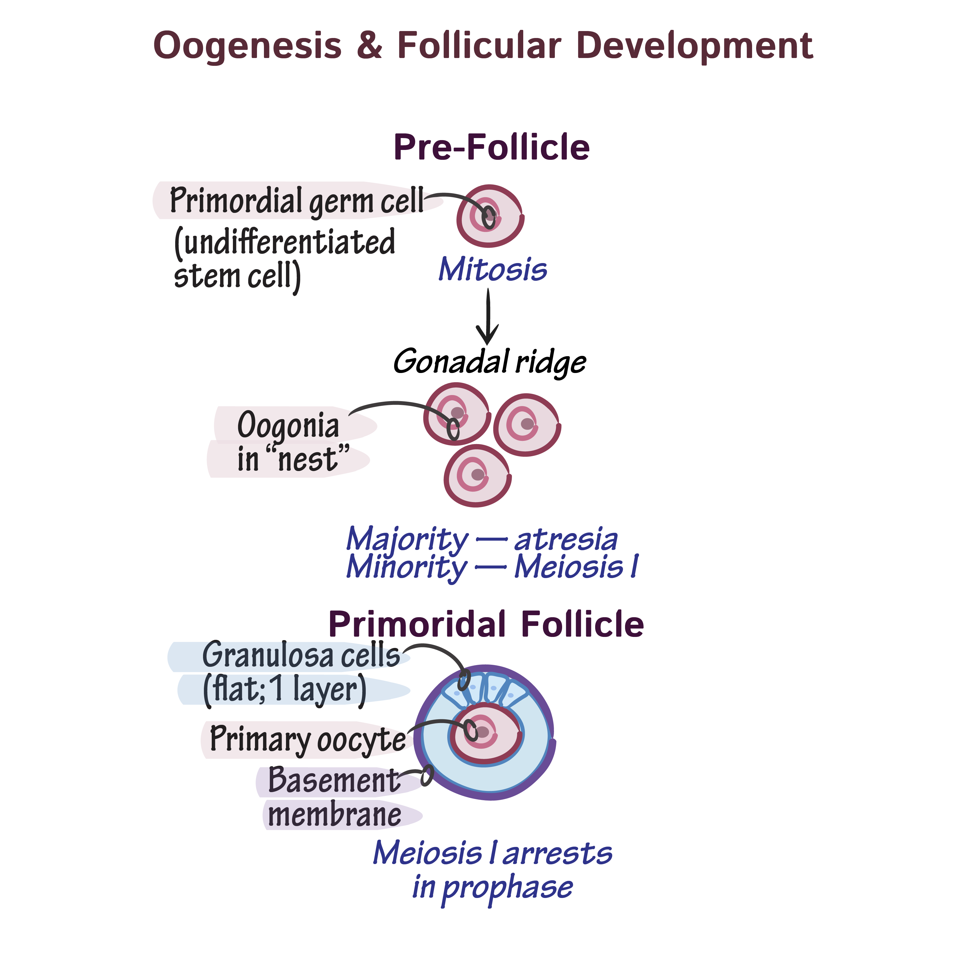 Physiology Glossary Oogenesis Follicular Development Draw It To 