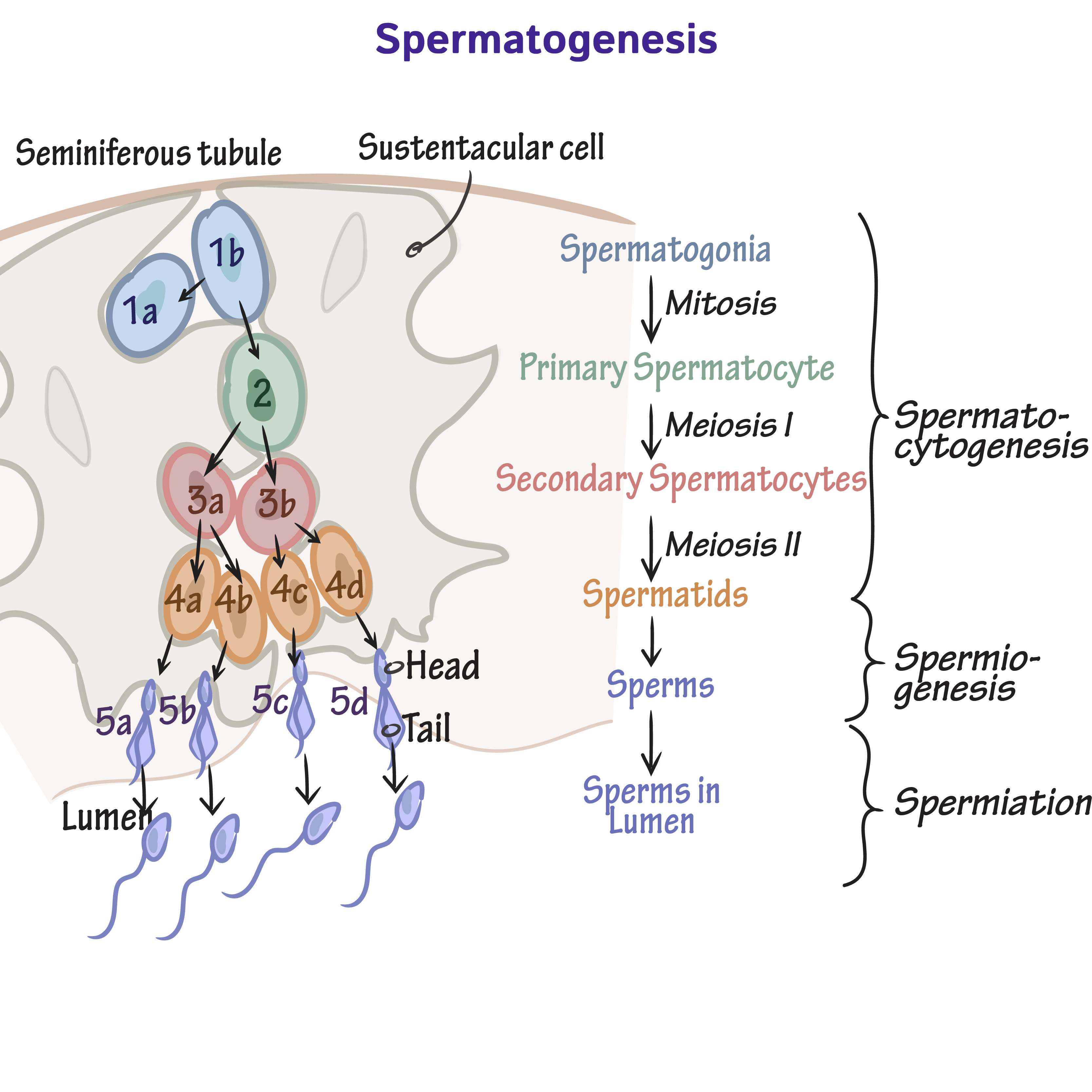 Physiology Glossary Spermatogenesis Ditki Medical Biological Sciences