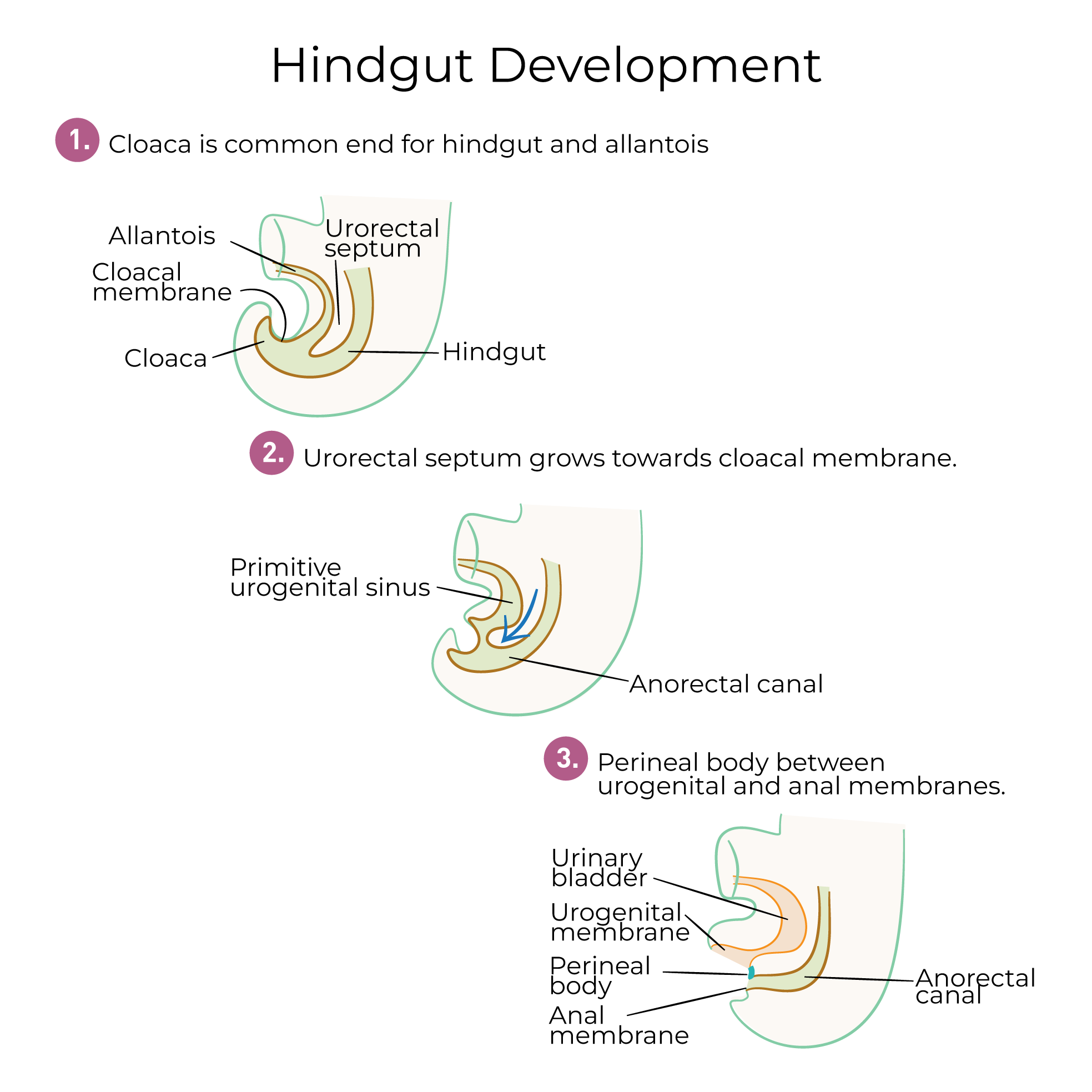 Midgut & Hindgut Development