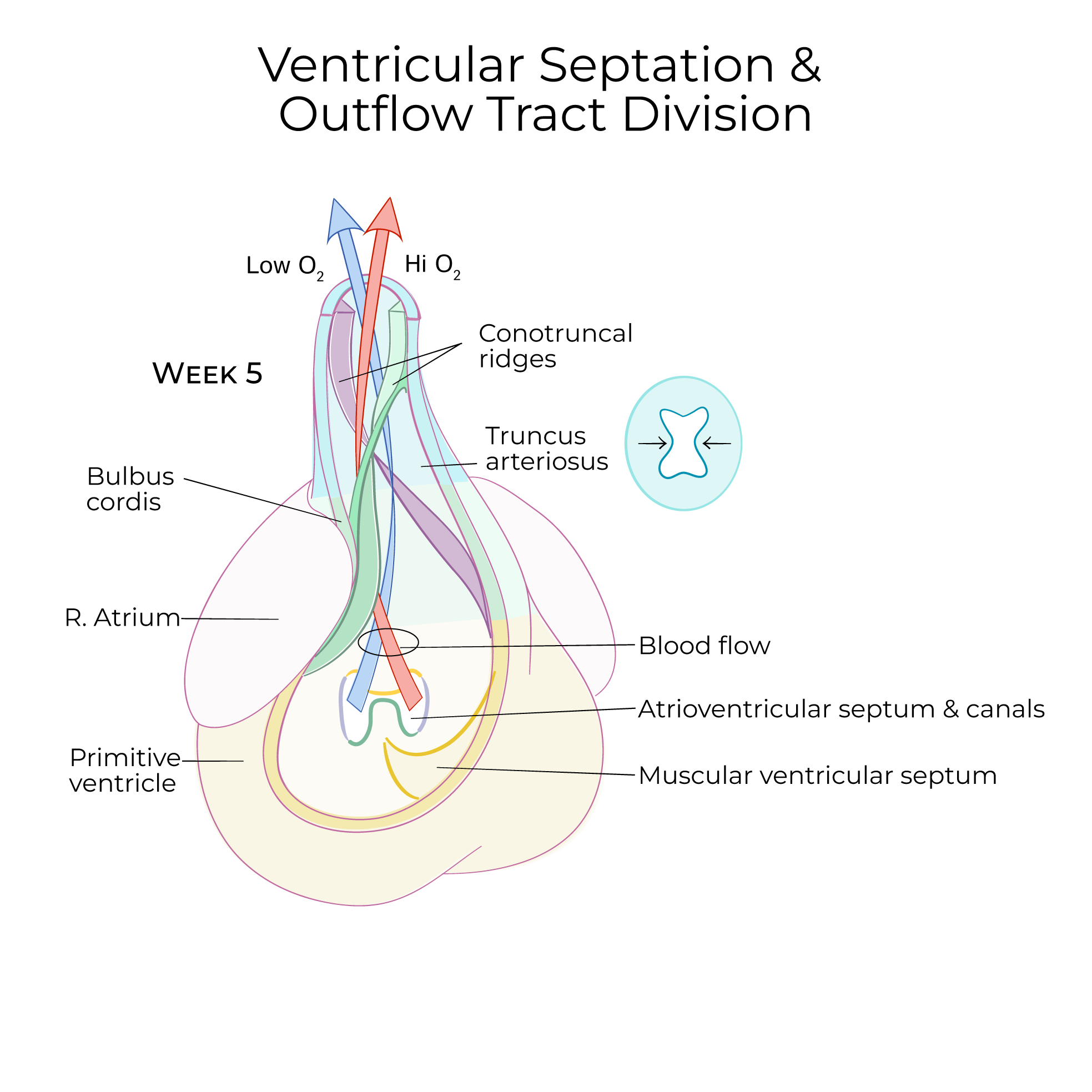 Ventricular Septation & Outflow Tract Division