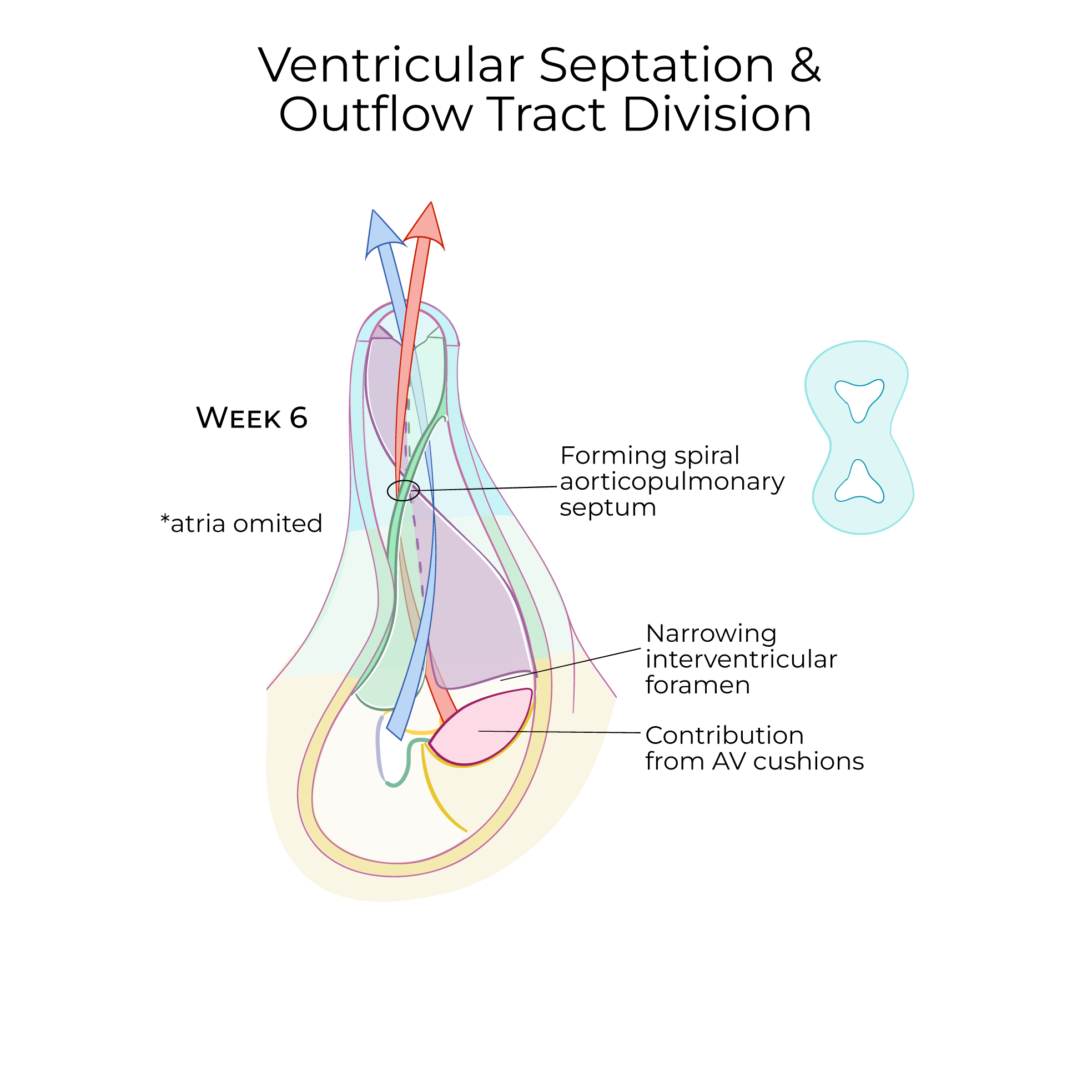 Ventricular Septation & Outflow Tract Division