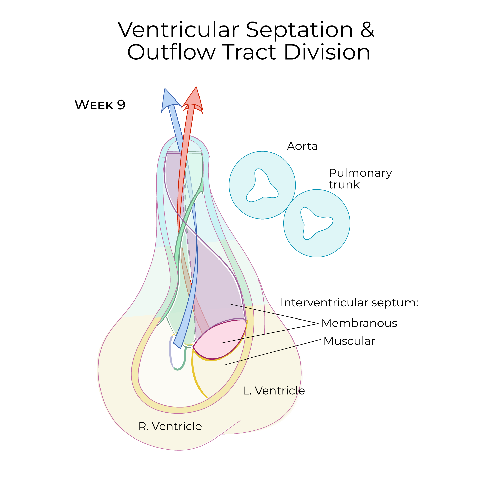 Ventricular Septation & Outflow Tract Division