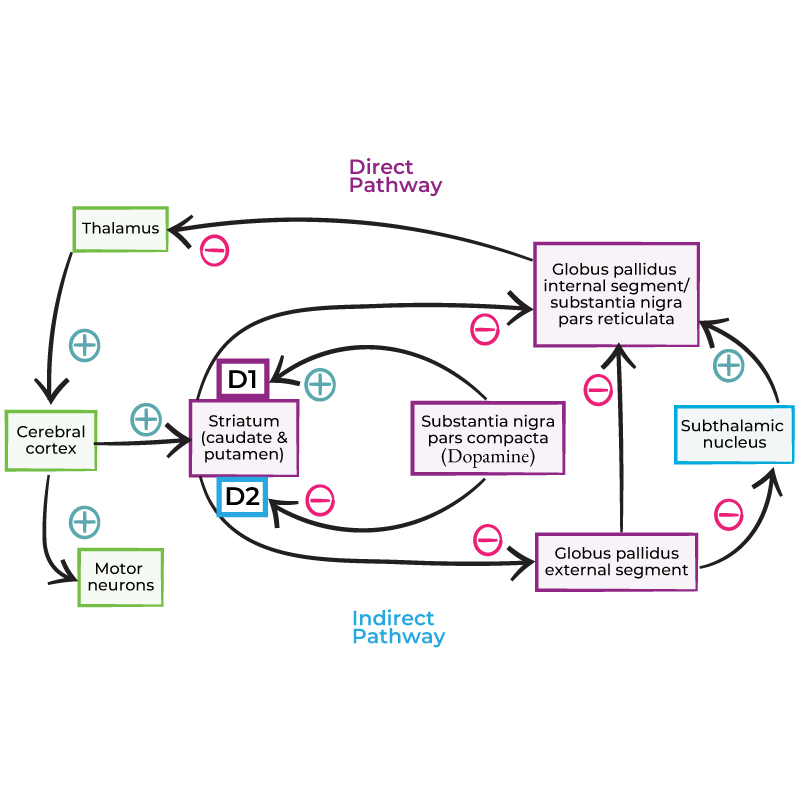 Basal Ganglia Circuitry