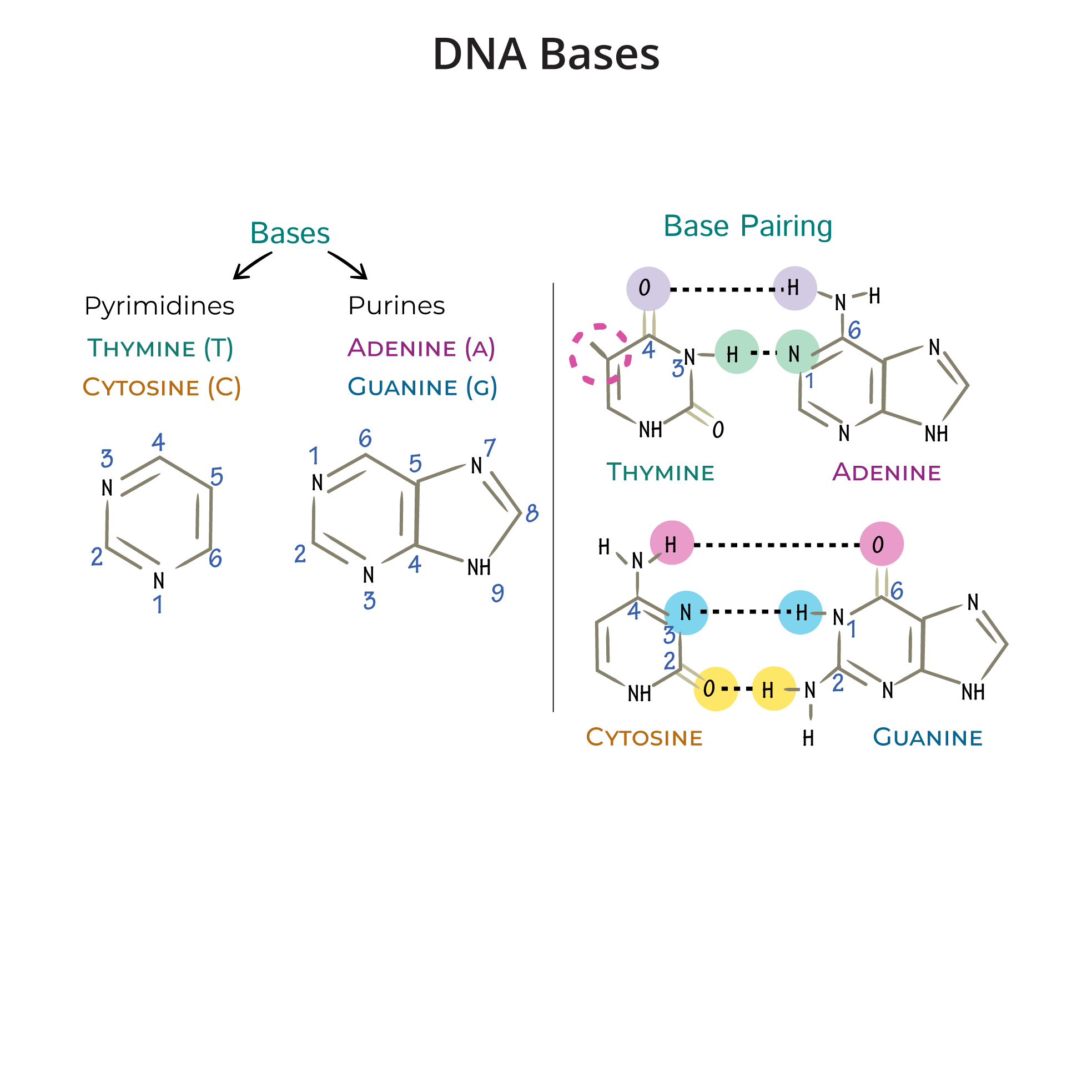 DNA Structure & Base Pairing
