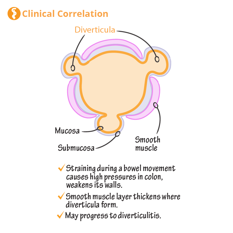 Waste Elimination (Defecation)