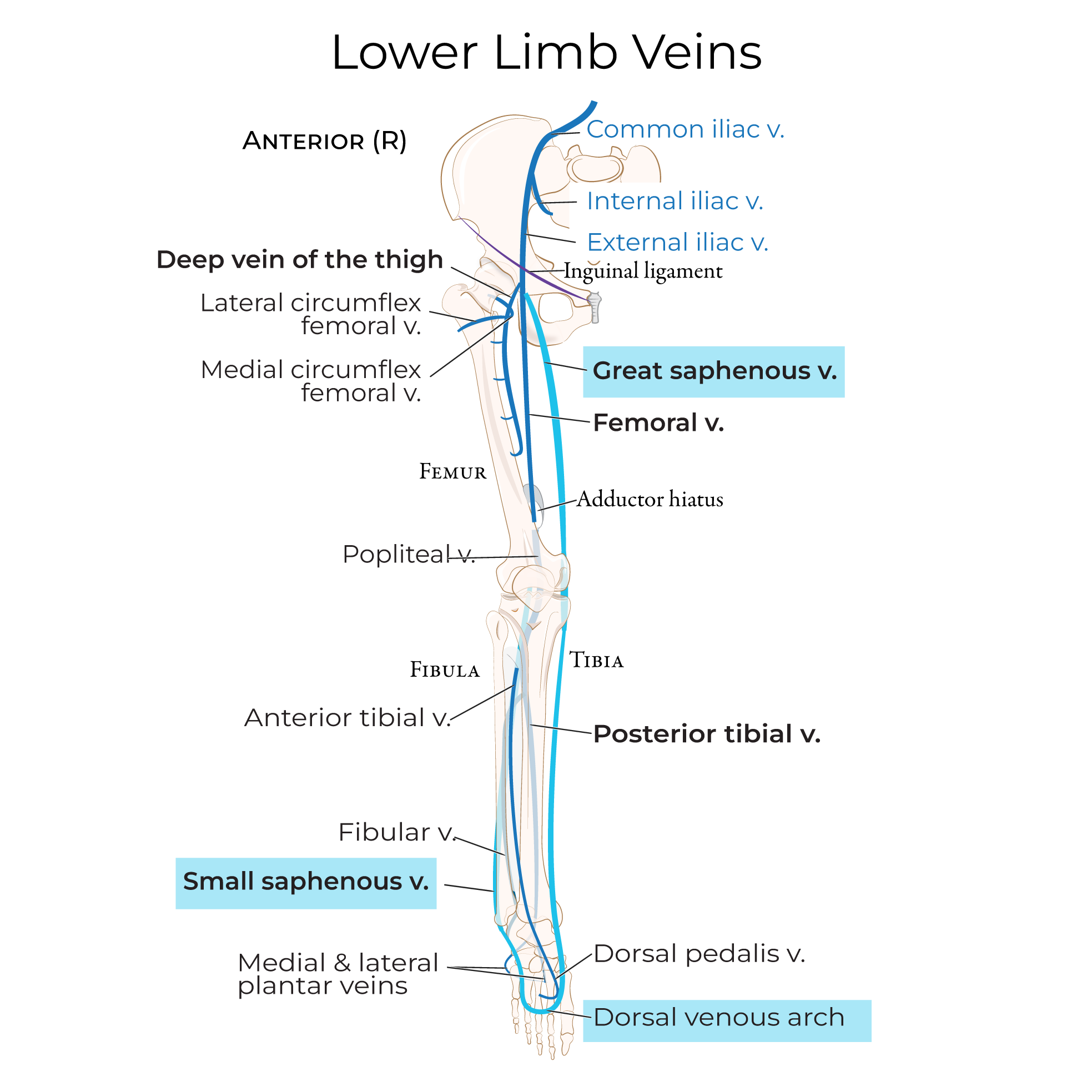 Veins - Lower Extremity