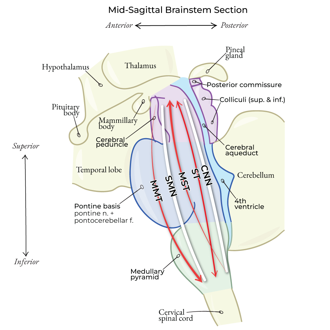 Brainstem