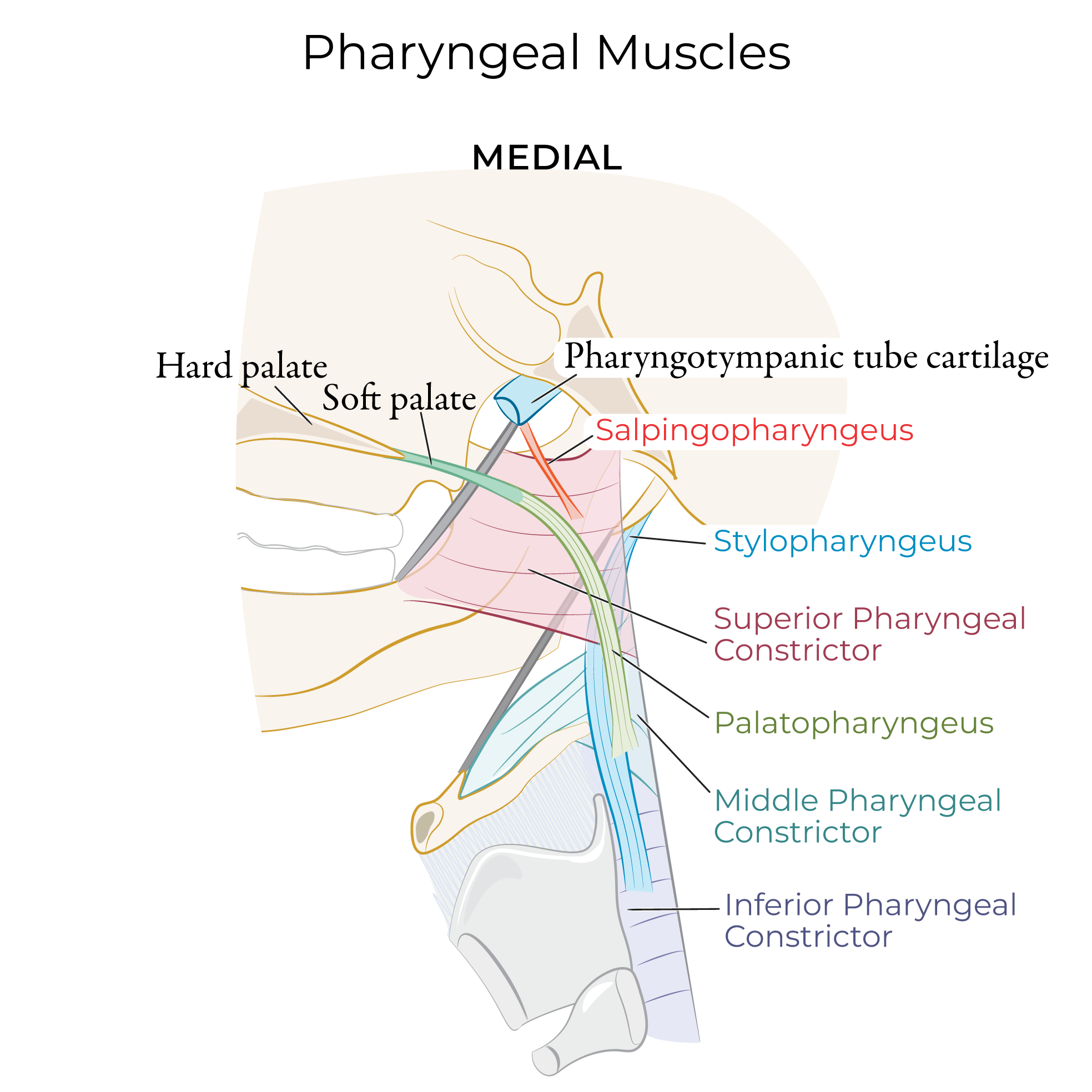Pharyngeal Muscles