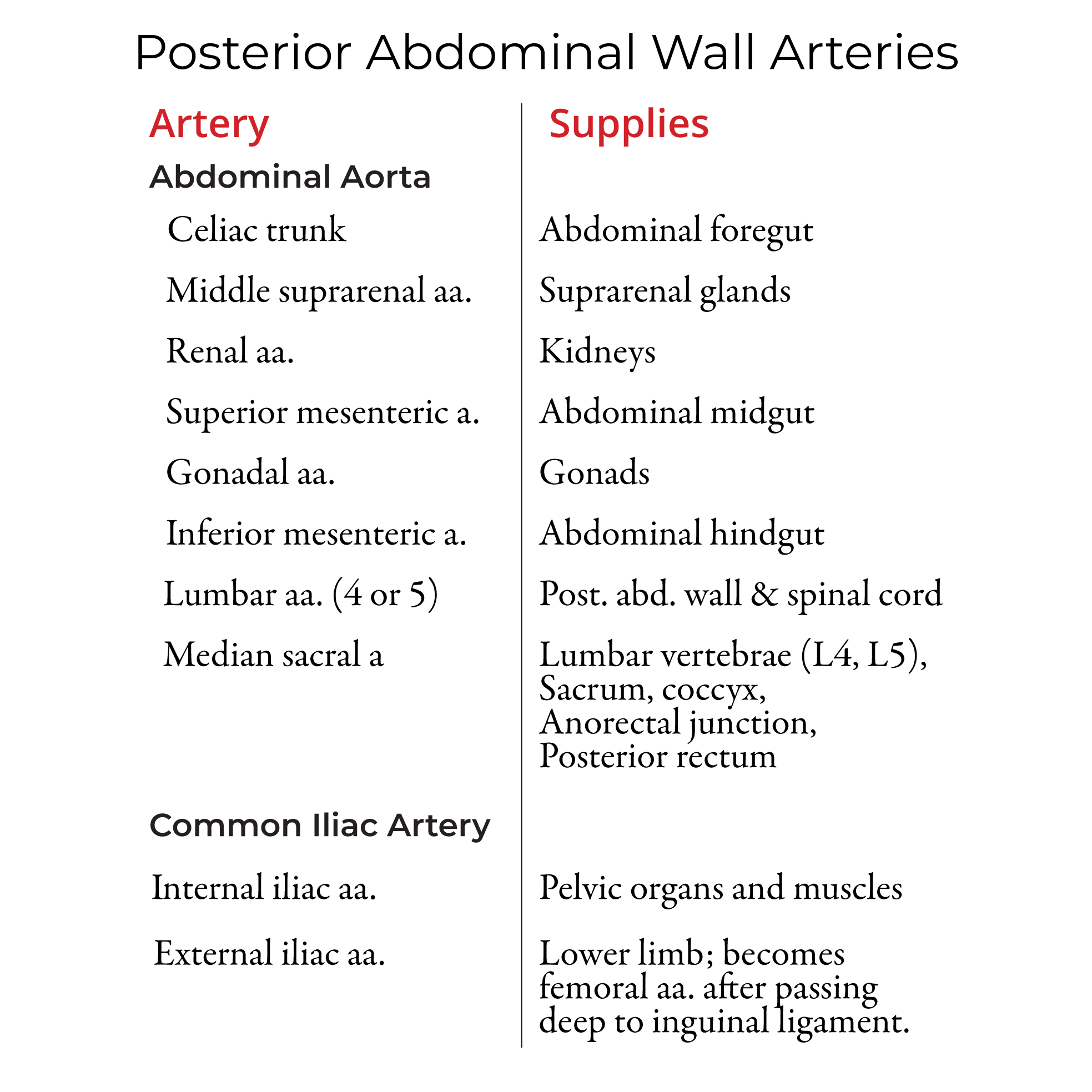 Posterior Abdominal Wall Vessels