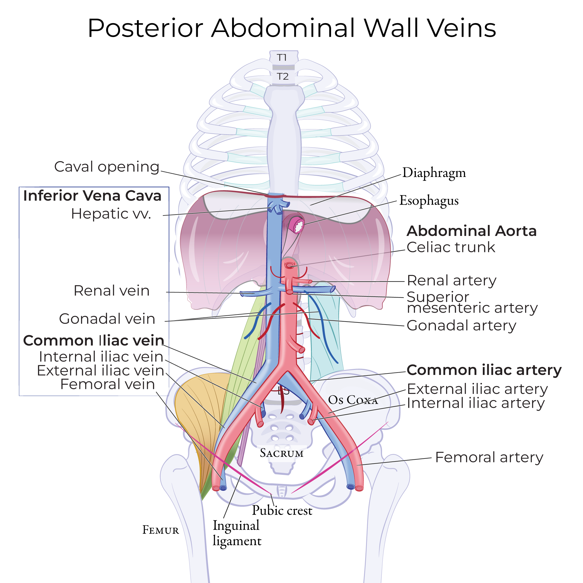 Posterior Abdominal Wall Vessels