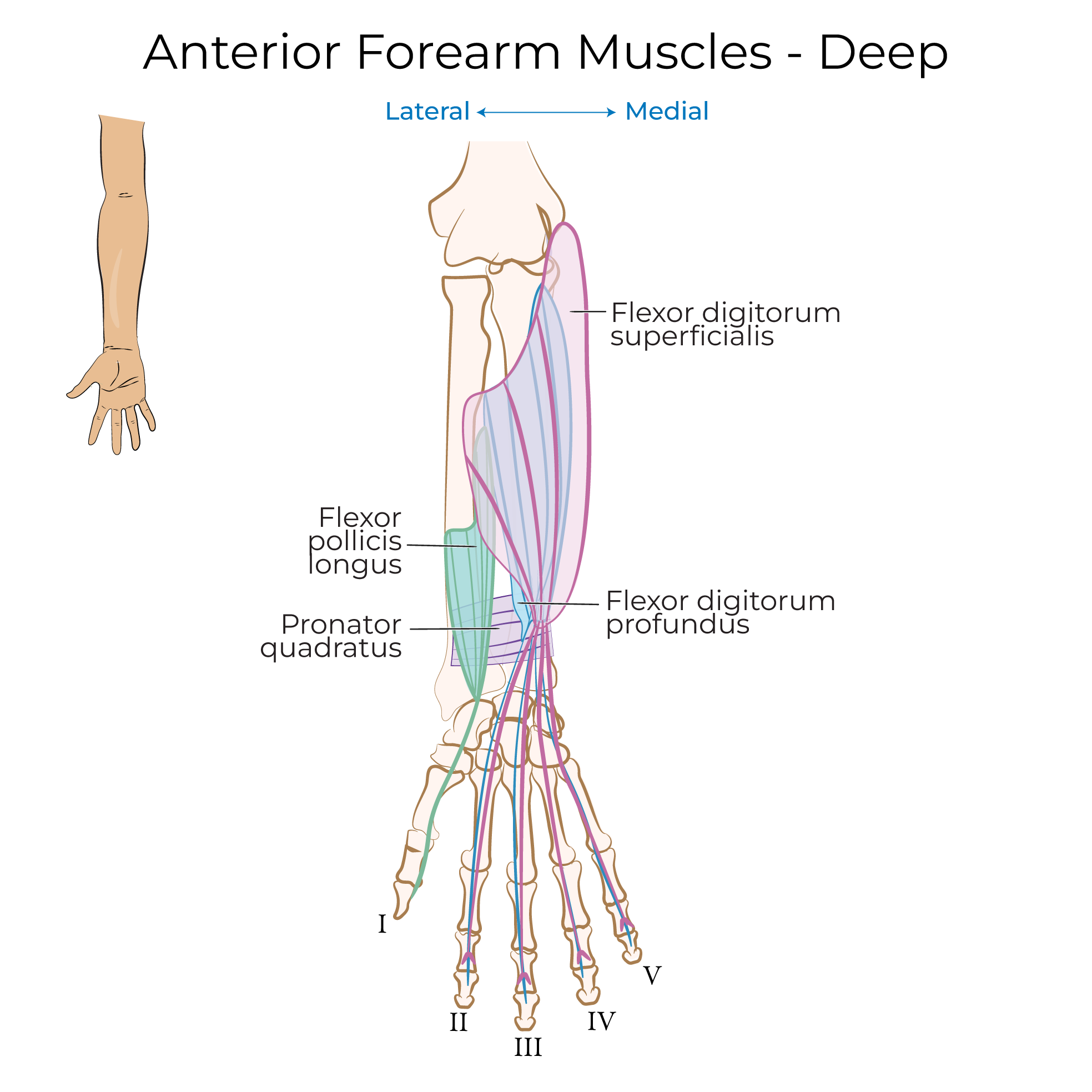 Forearm - Anterior Muscles