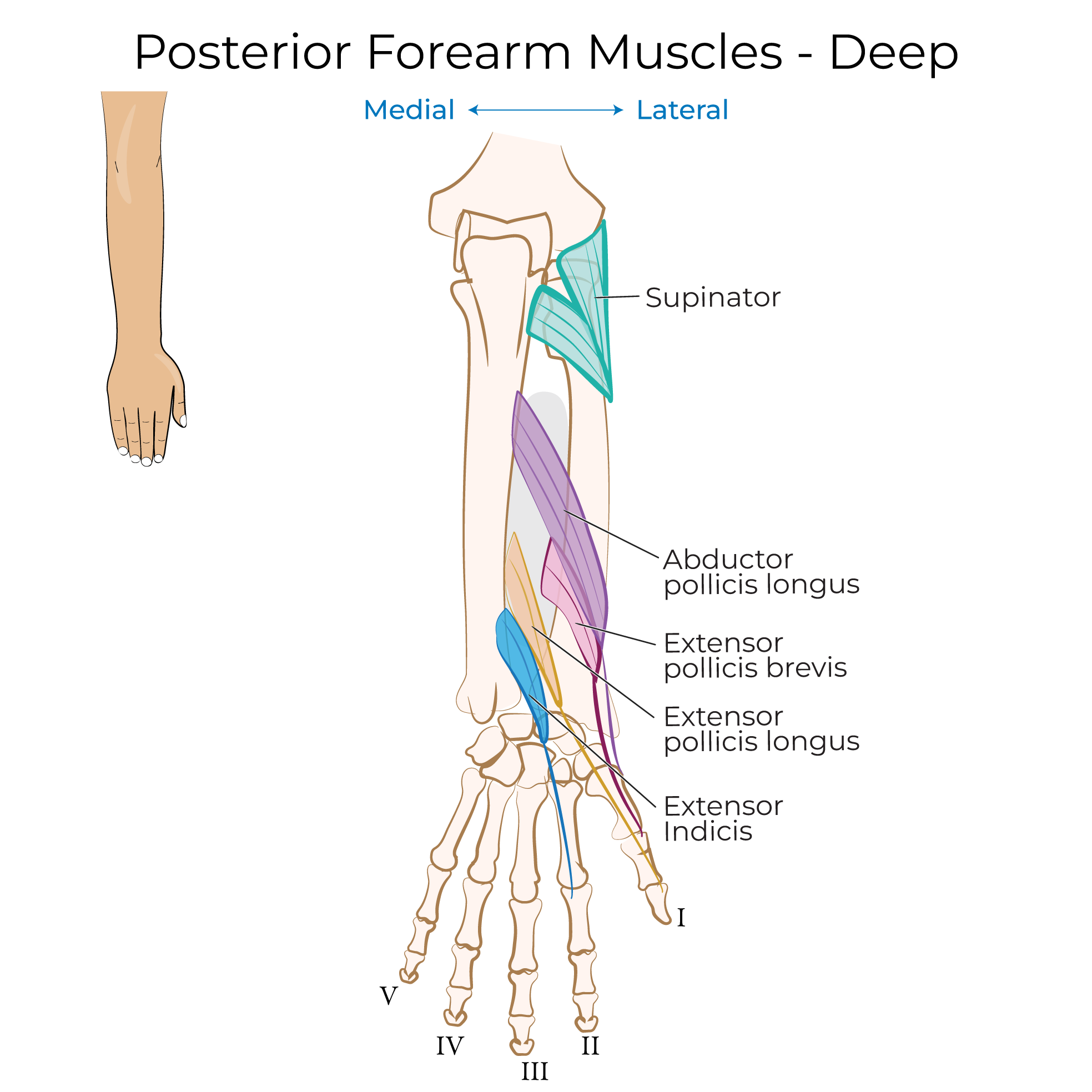 Forearm - Posterior Muscles