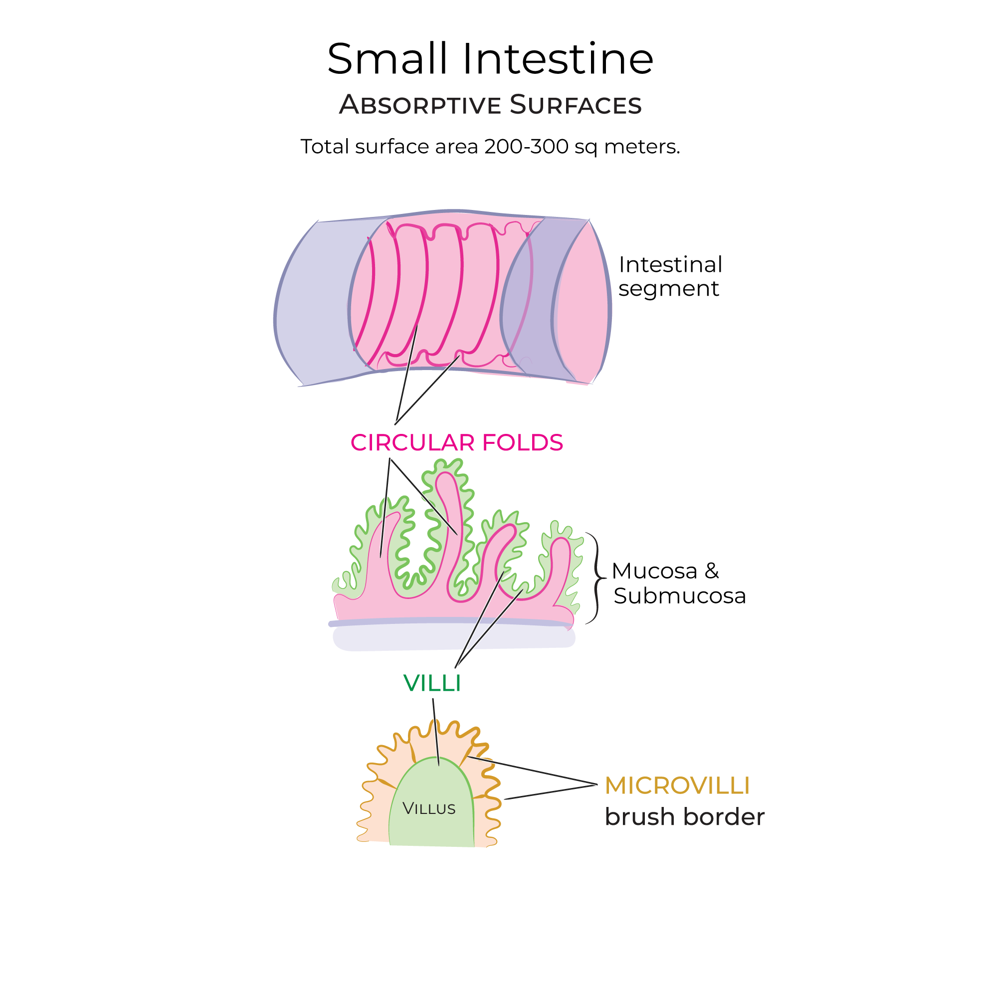 Small Intestine