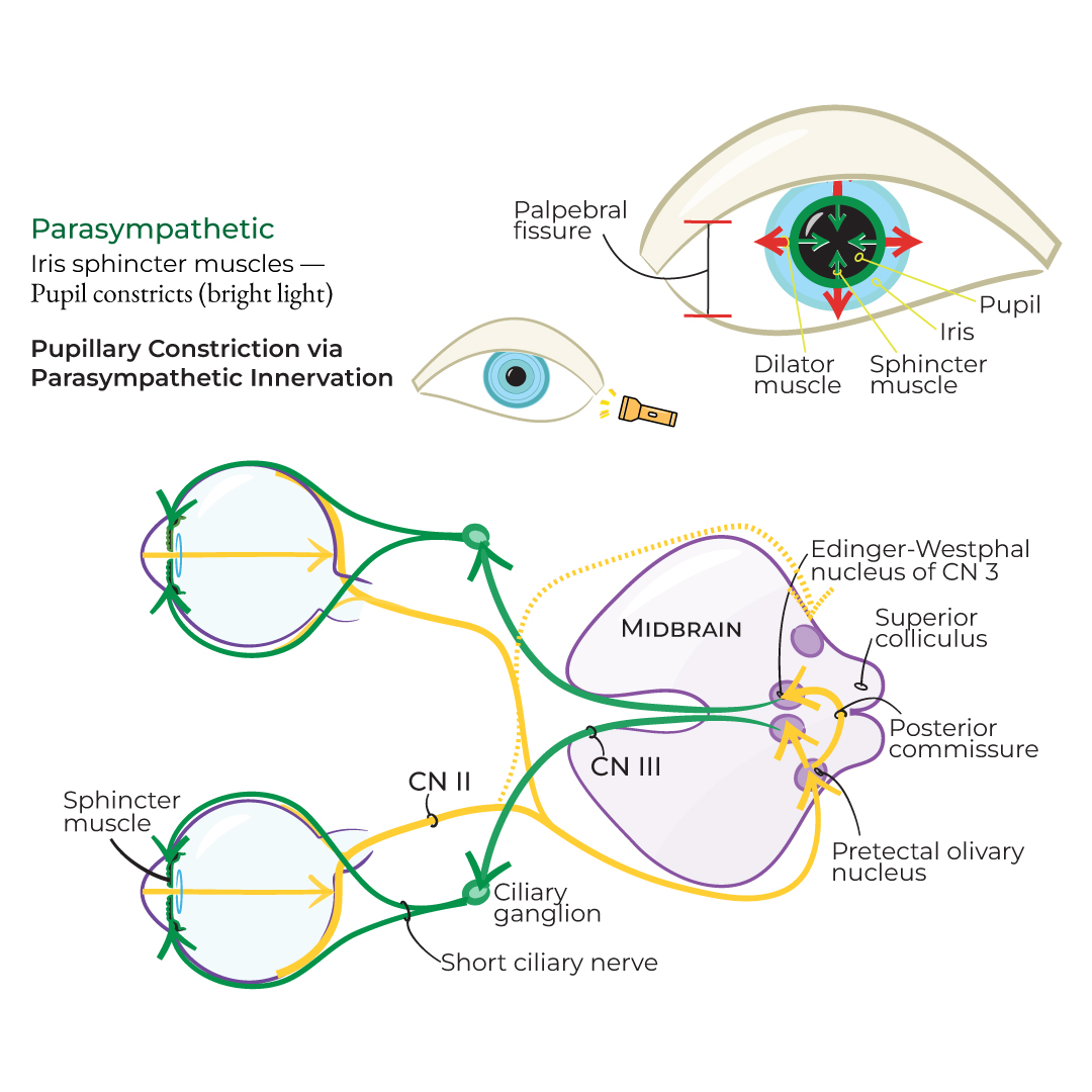 Pupillary Constriction