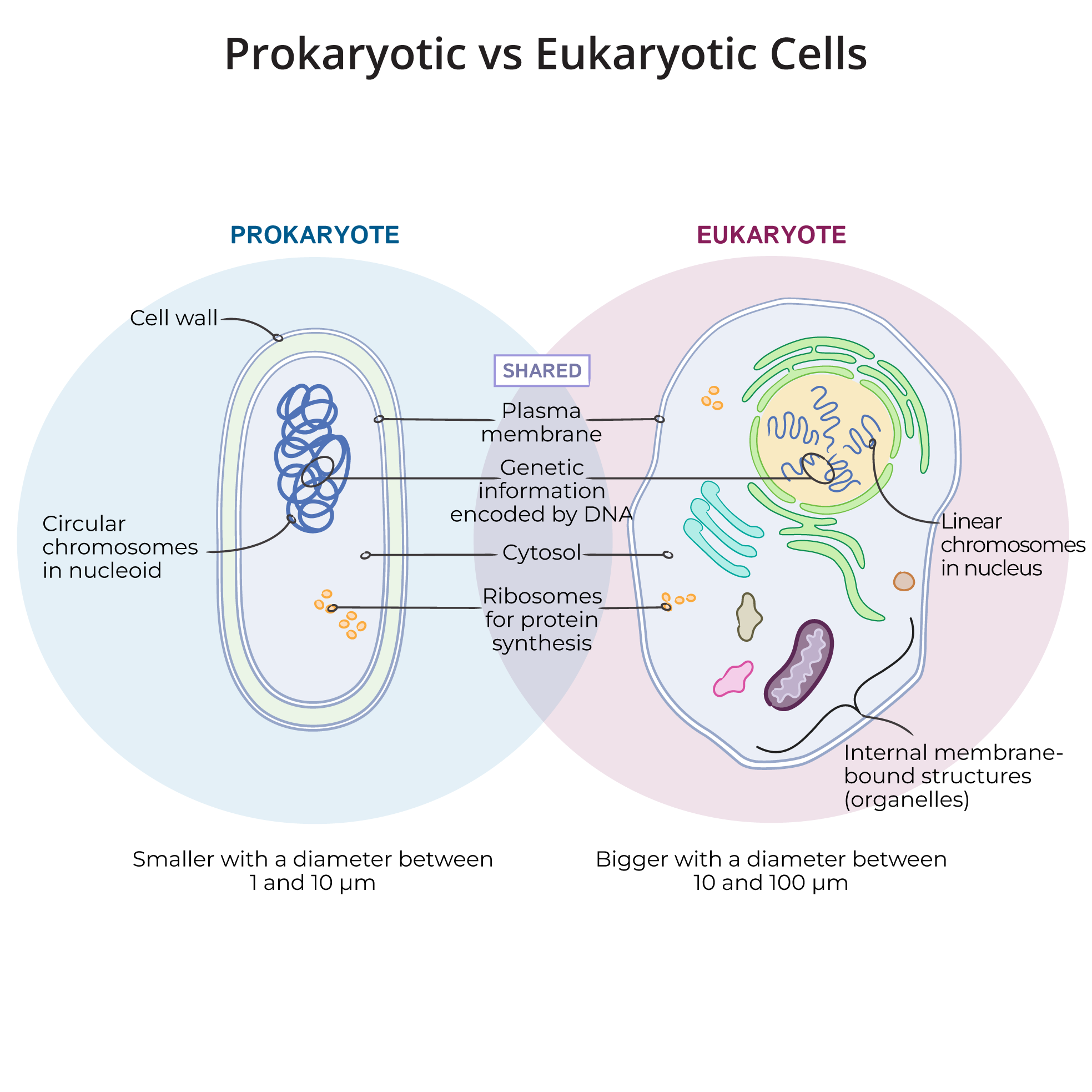 Prokaryotic vs Eukaryotic Cells
