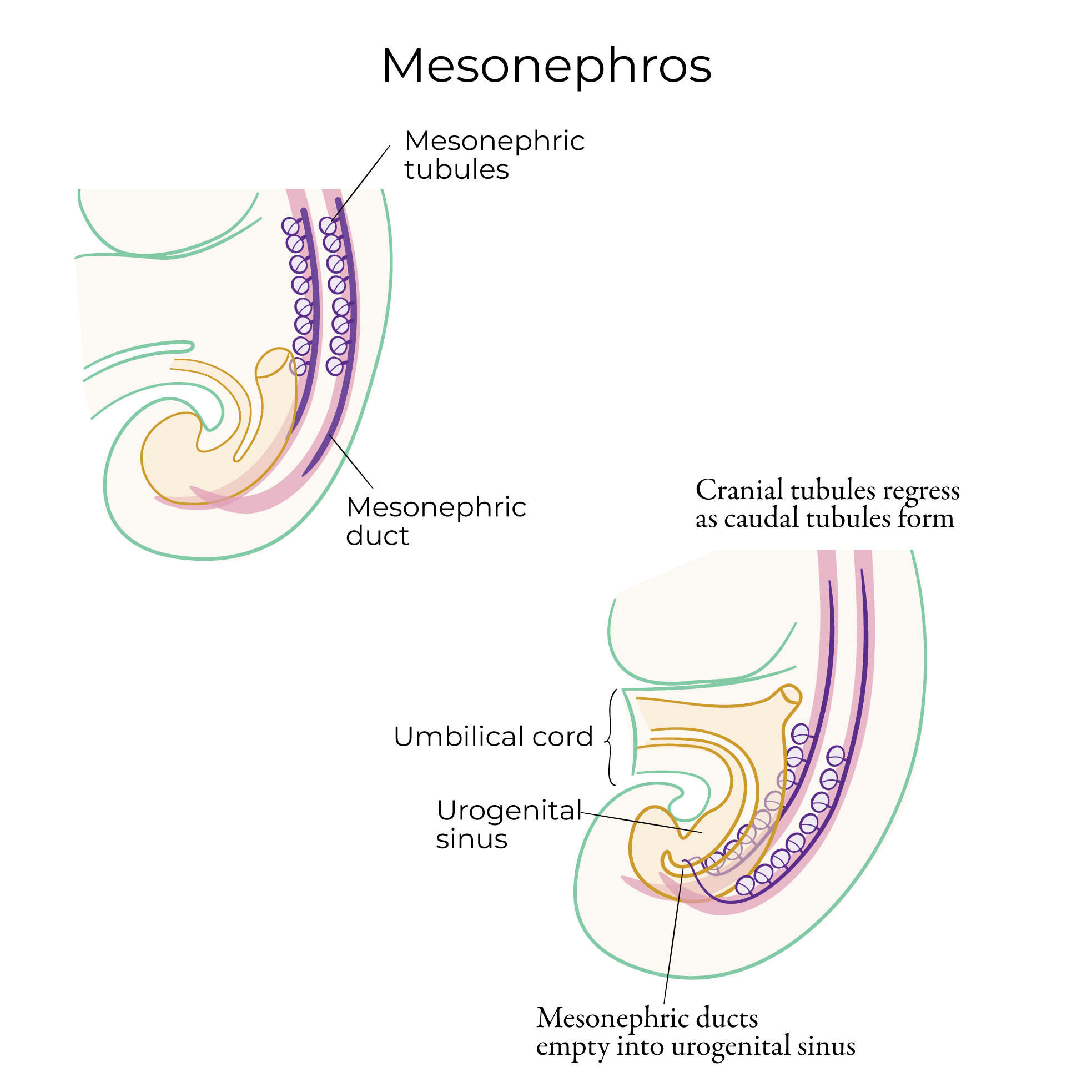 Pronephros, Mesonephros, and Metanephros