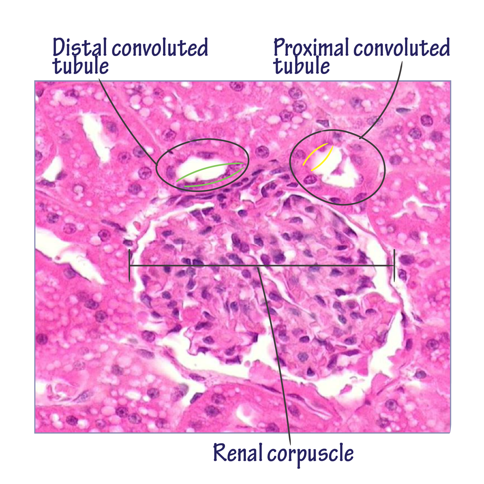 Kidney Histology Diagram Kidney Histology Diagram