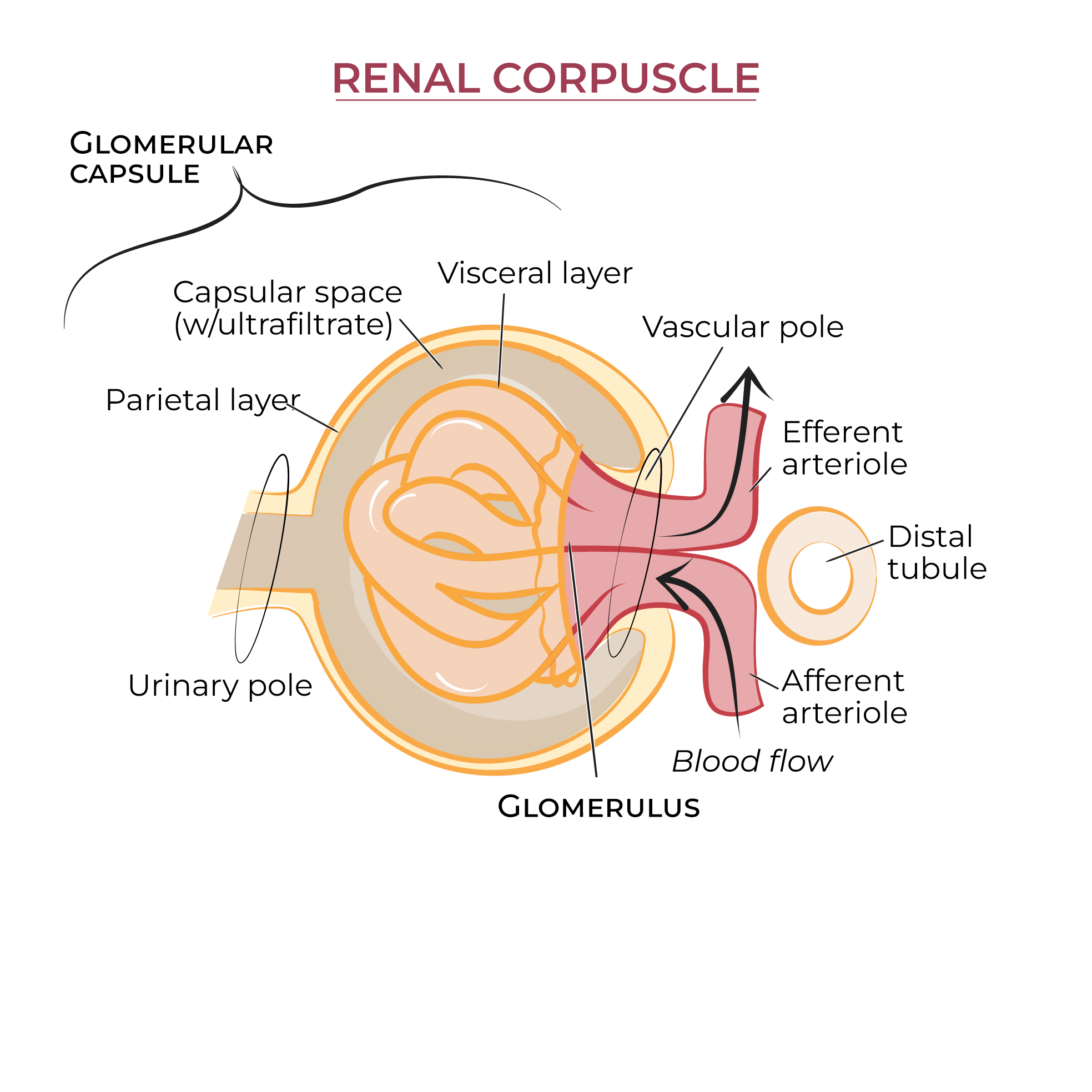 Renal Corpuscle