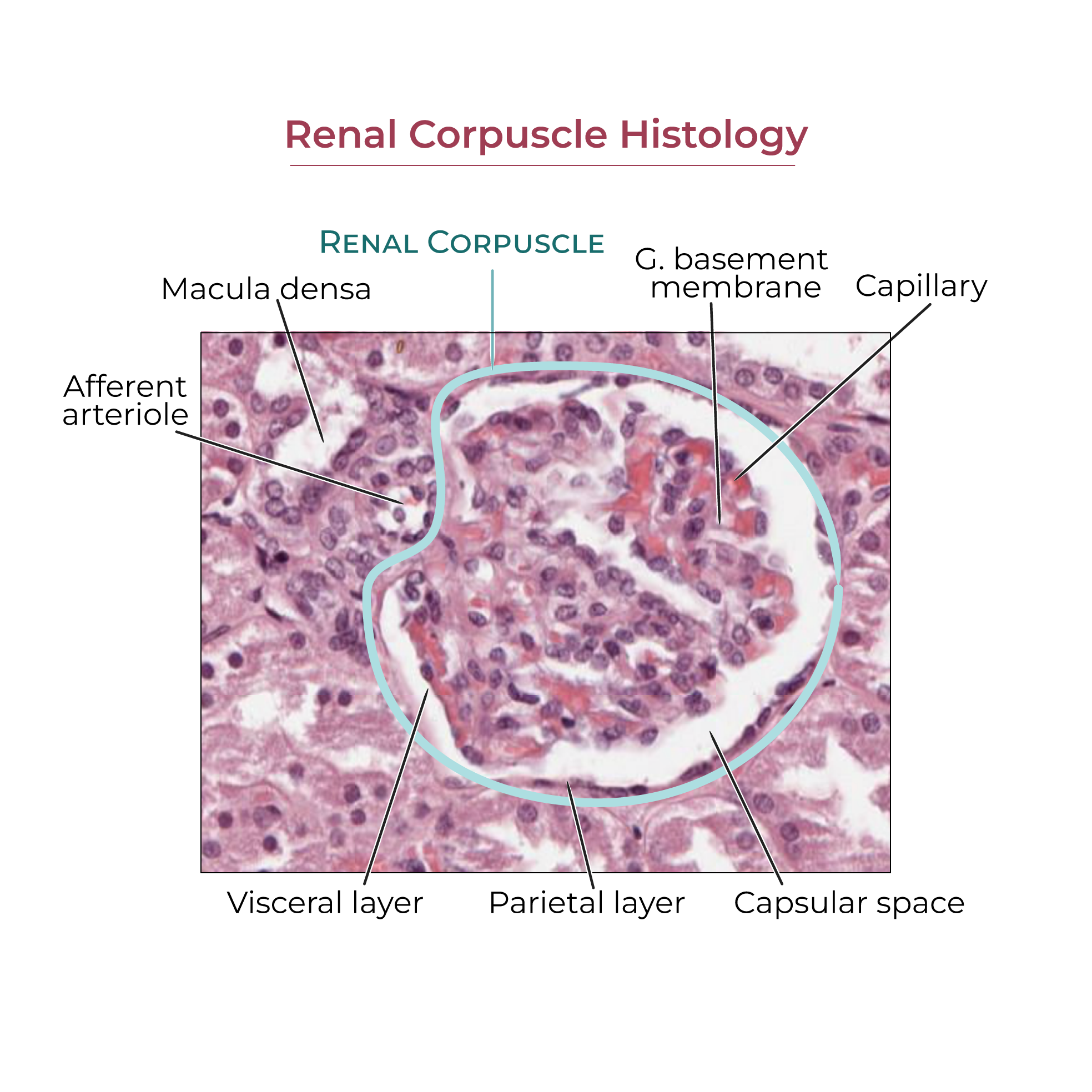 Renal Corpuscle