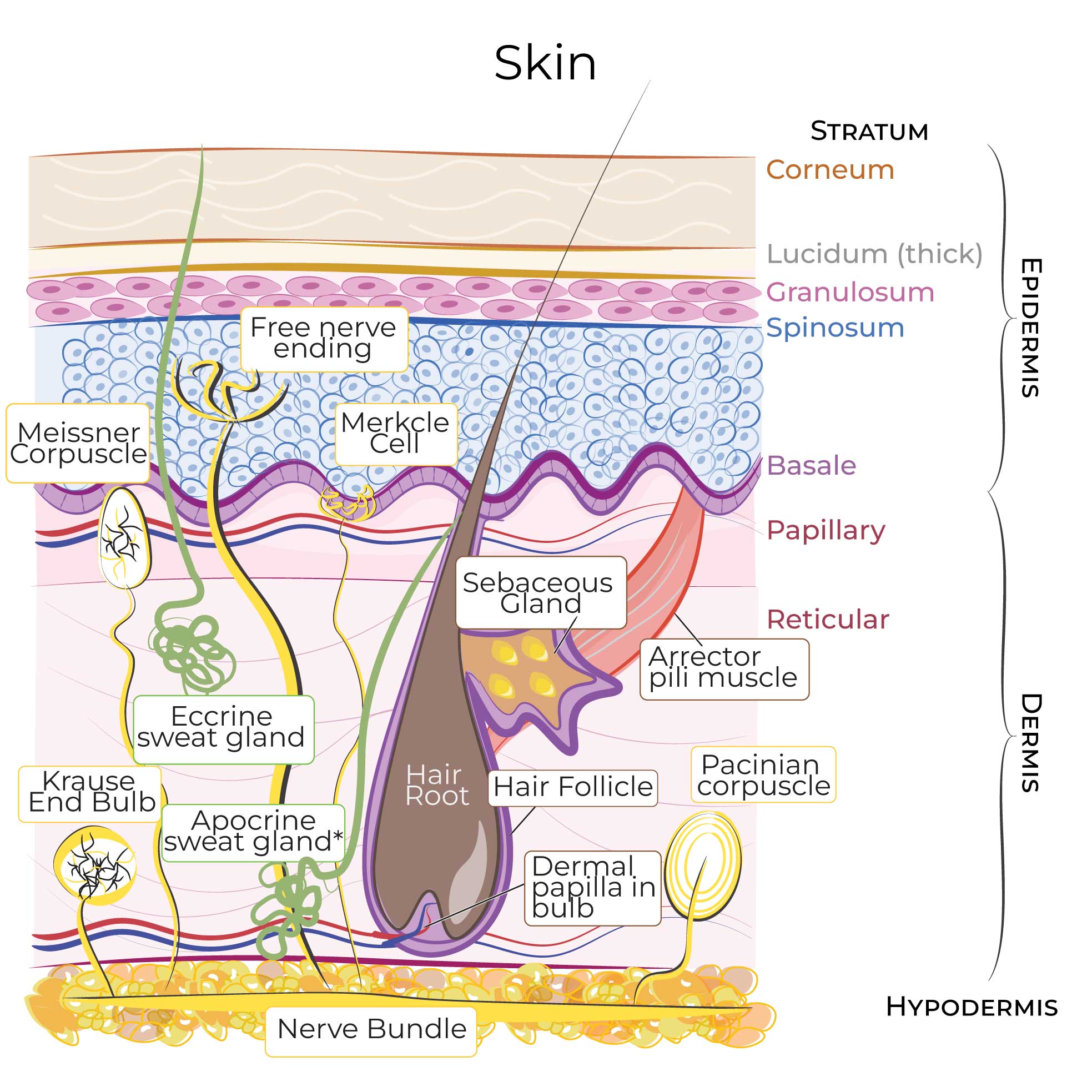 Integument (skin)
