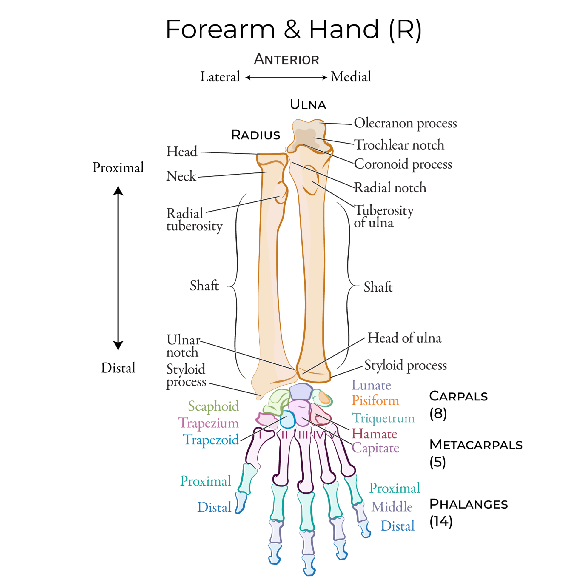 Upper Extremity Bones