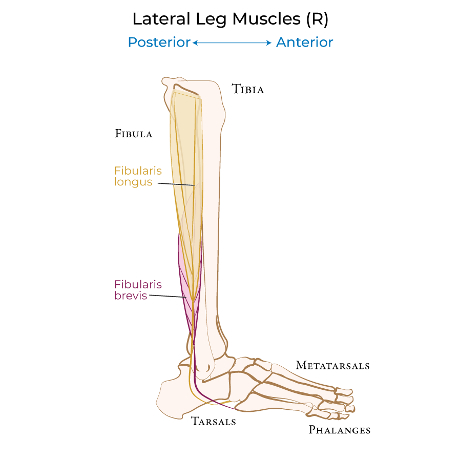 Leg - Lateral
