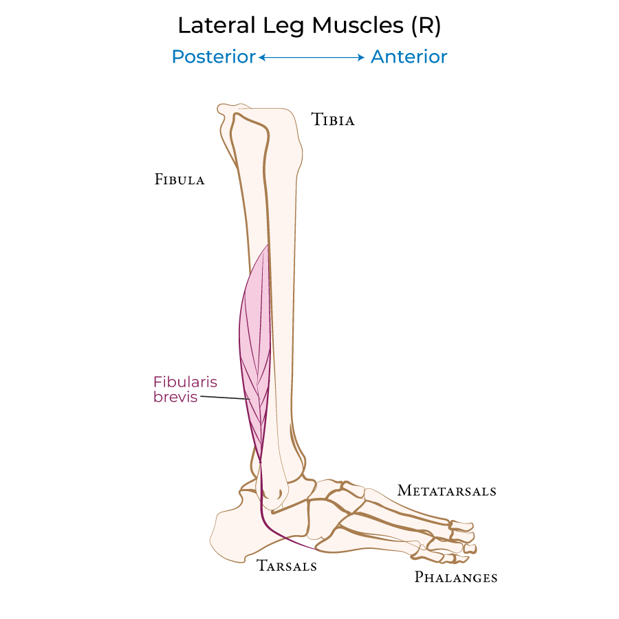 Leg - Lateral