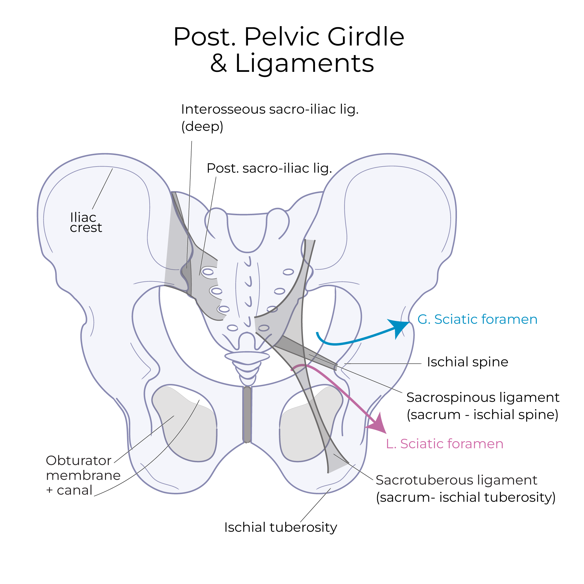 Posterior Hip Muscles
