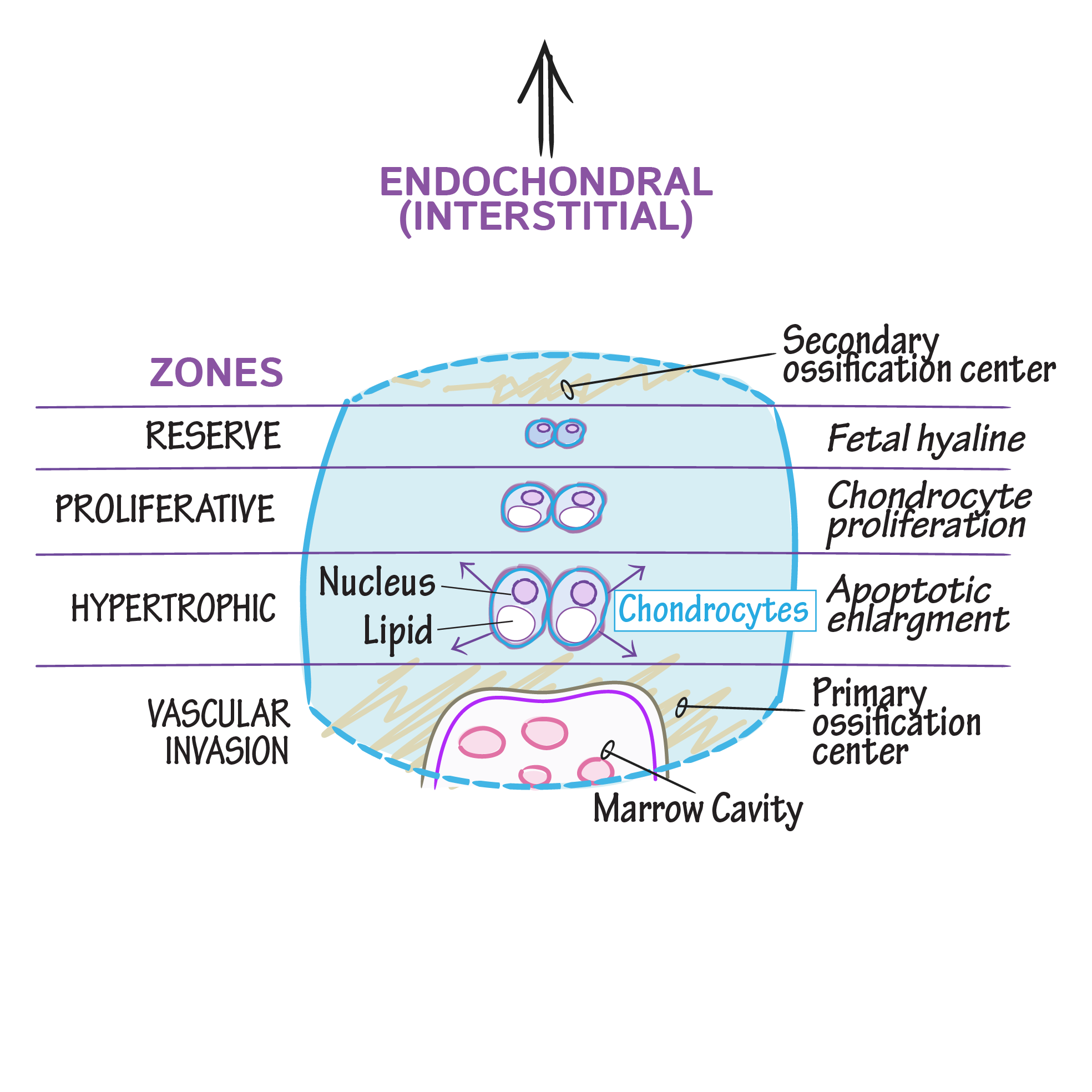 Bone Development Draw It To Know It