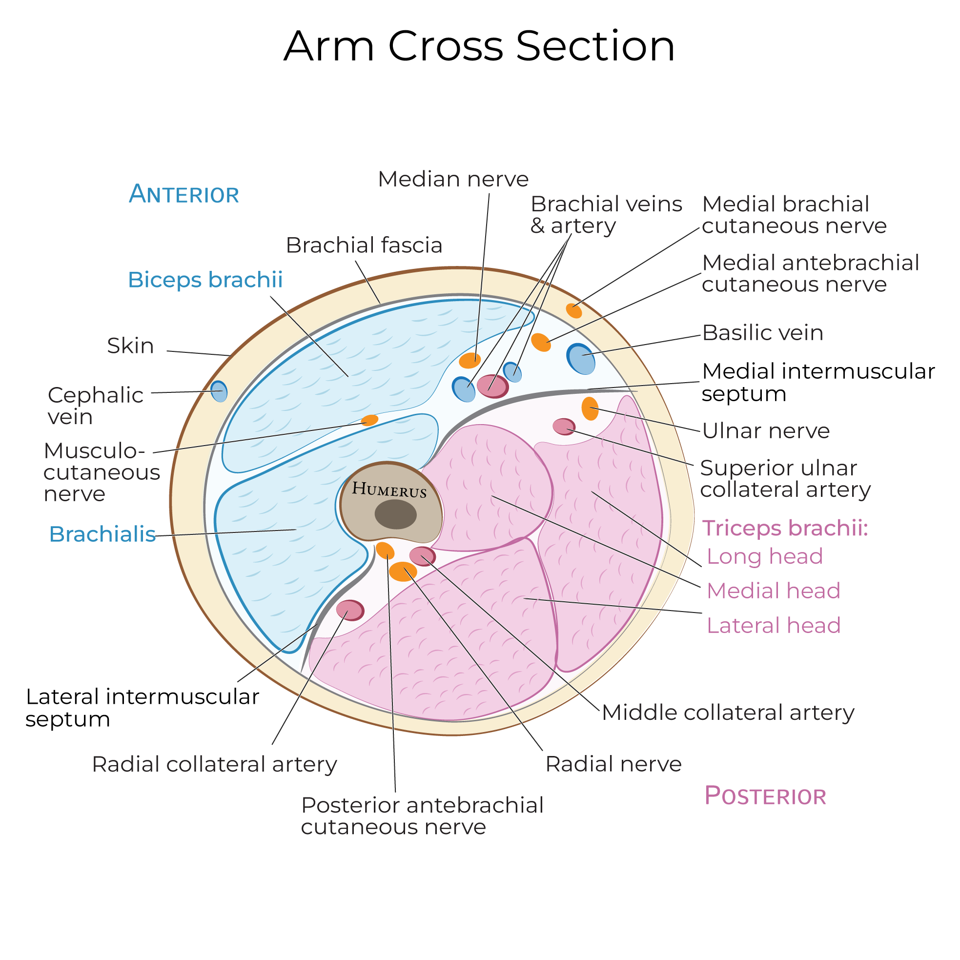 Arm - Cross Section