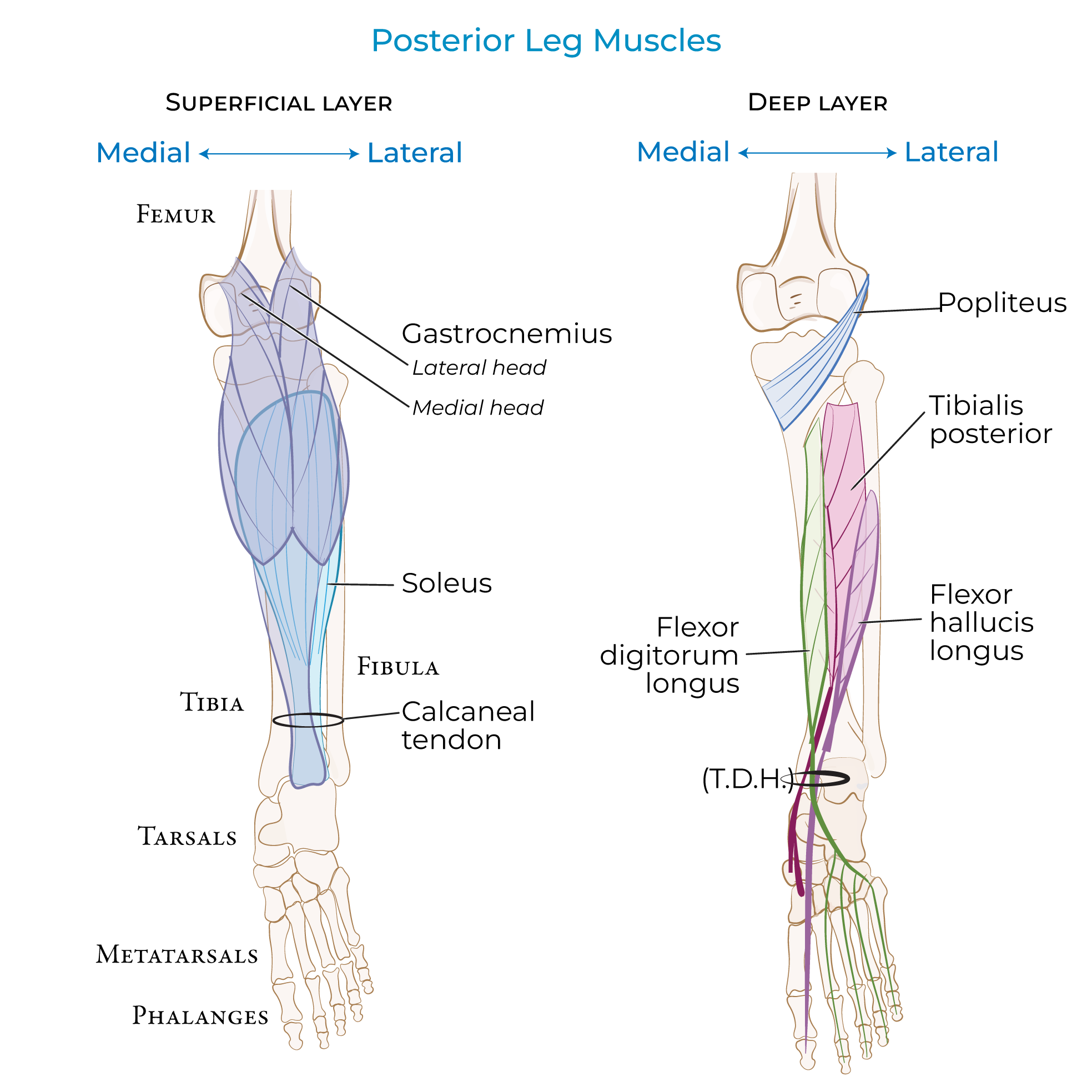 Leg - Posterior