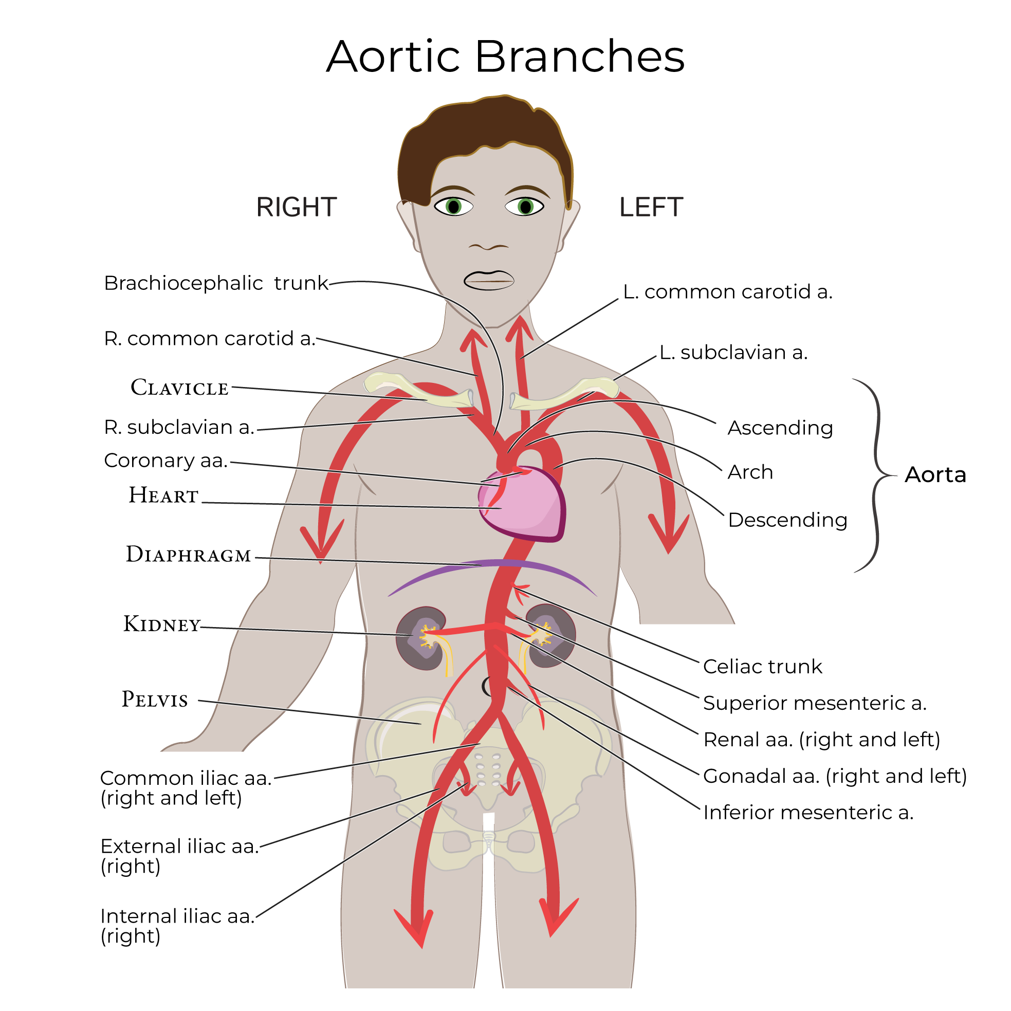 Aortic Branches