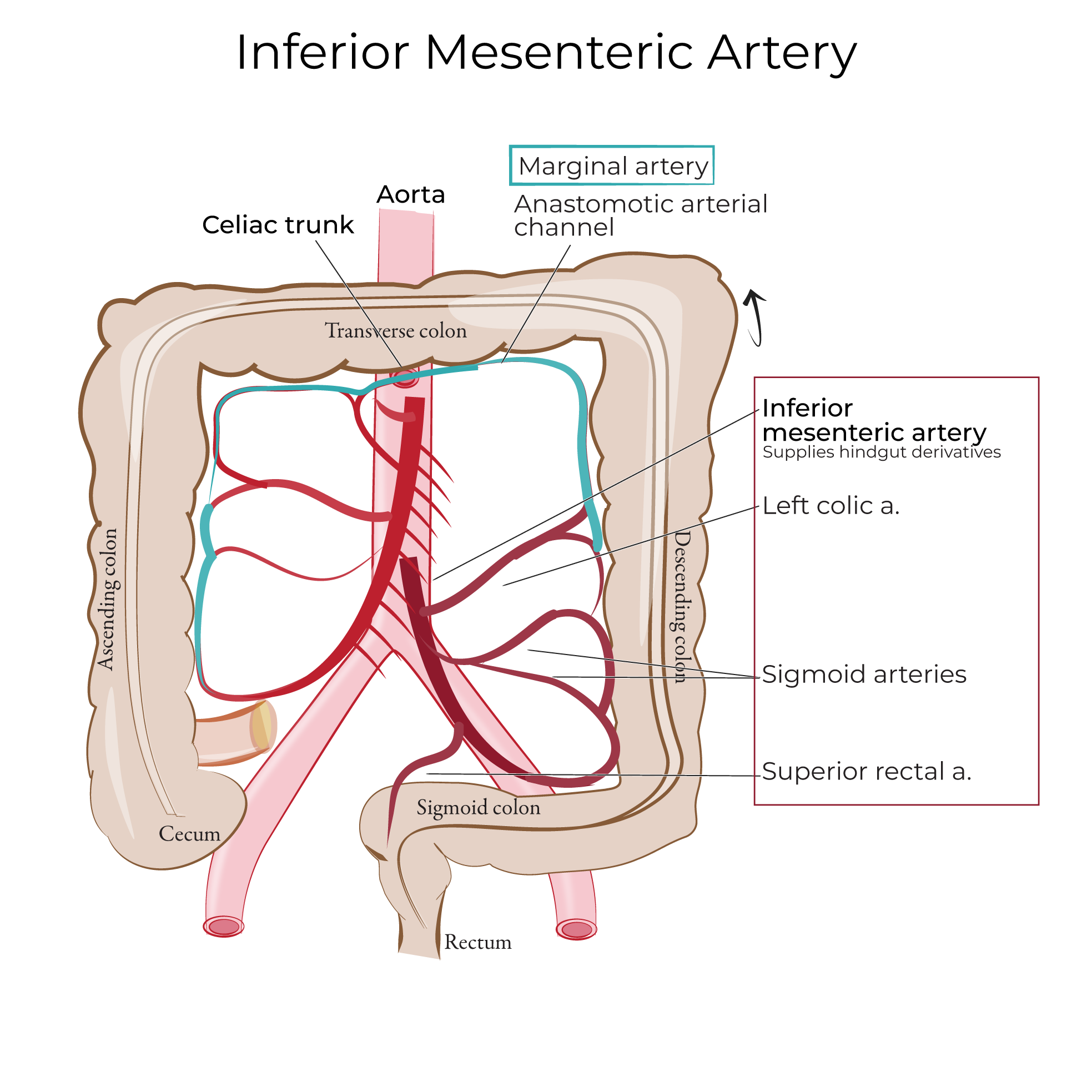 Superior & Inferior Mesenteric Arteries
