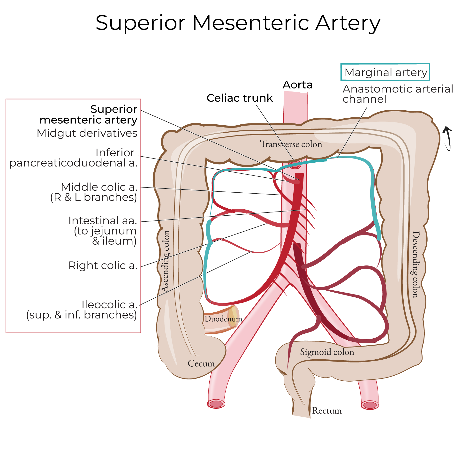 Superior & Inferior Mesenteric Arteries