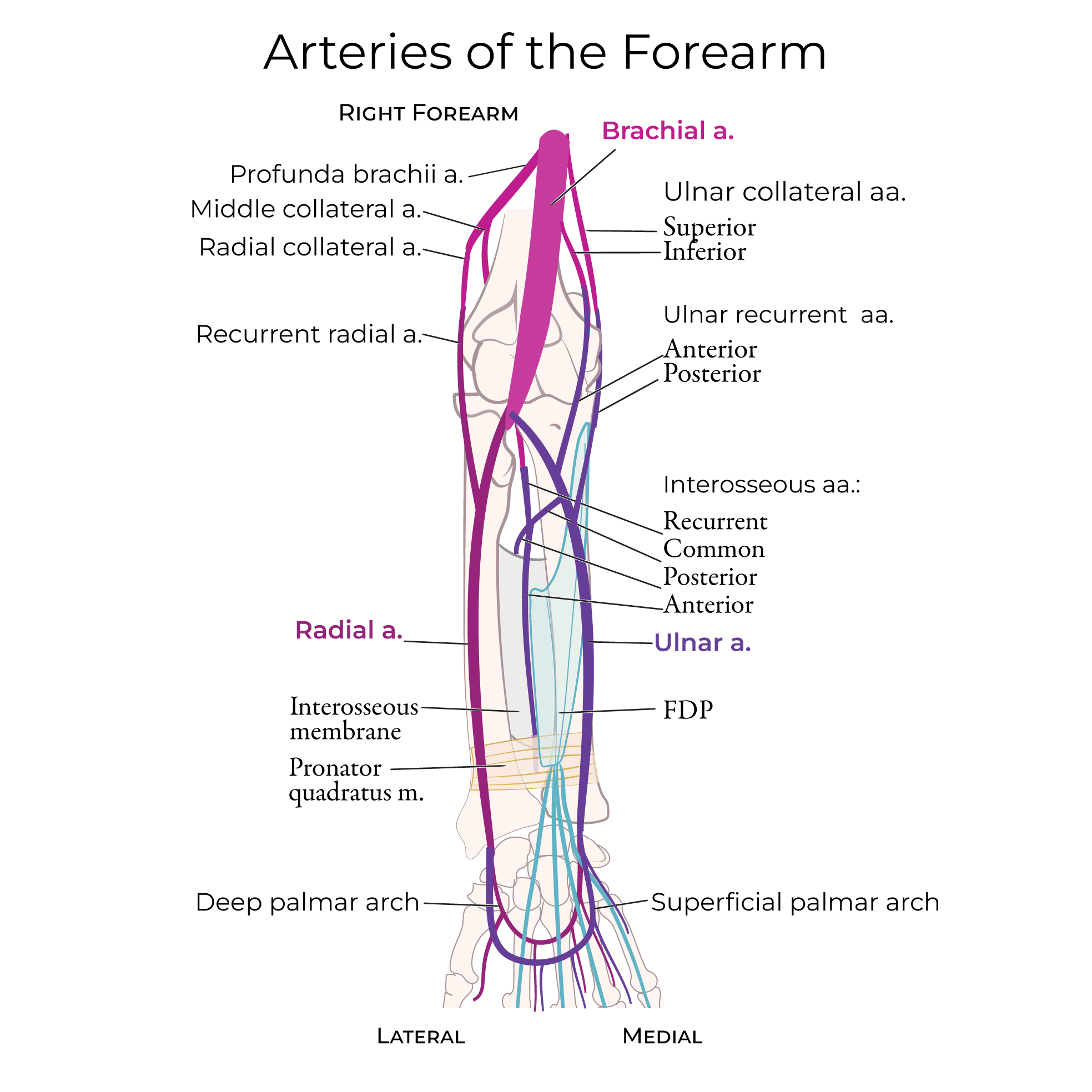 Arteries - Upper Extremity