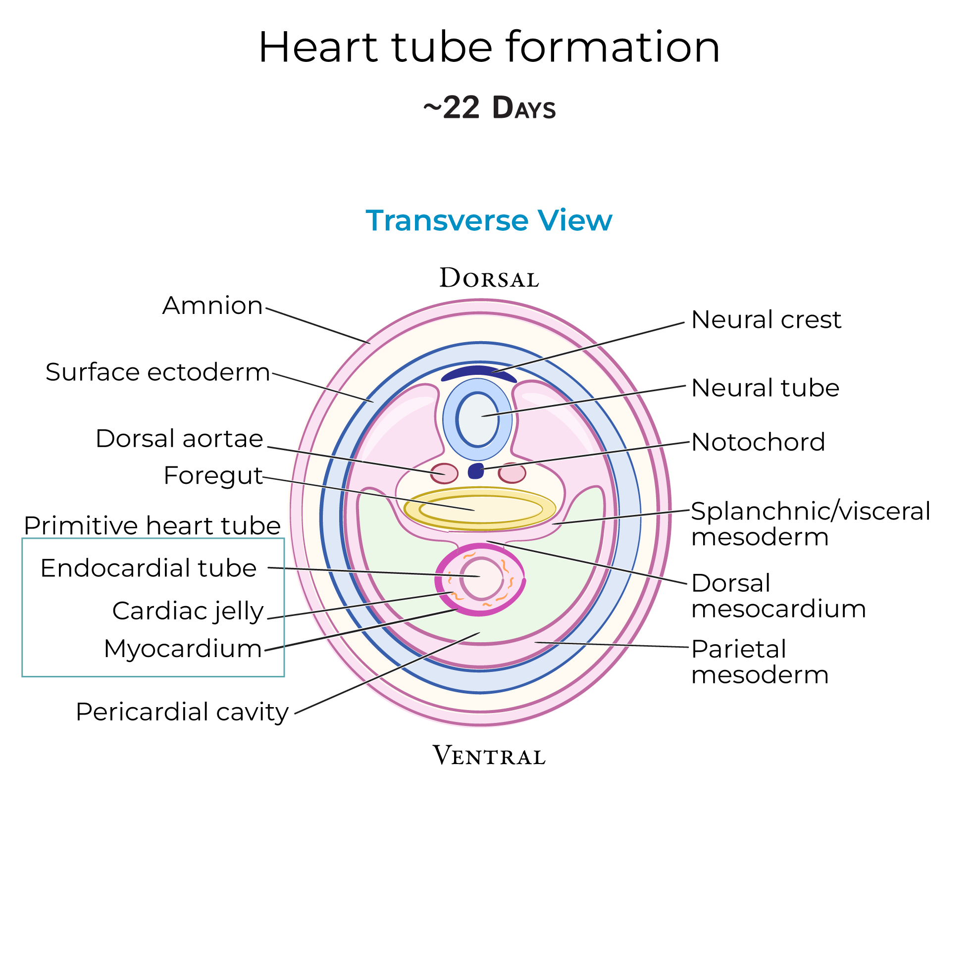Heart Tube Formation