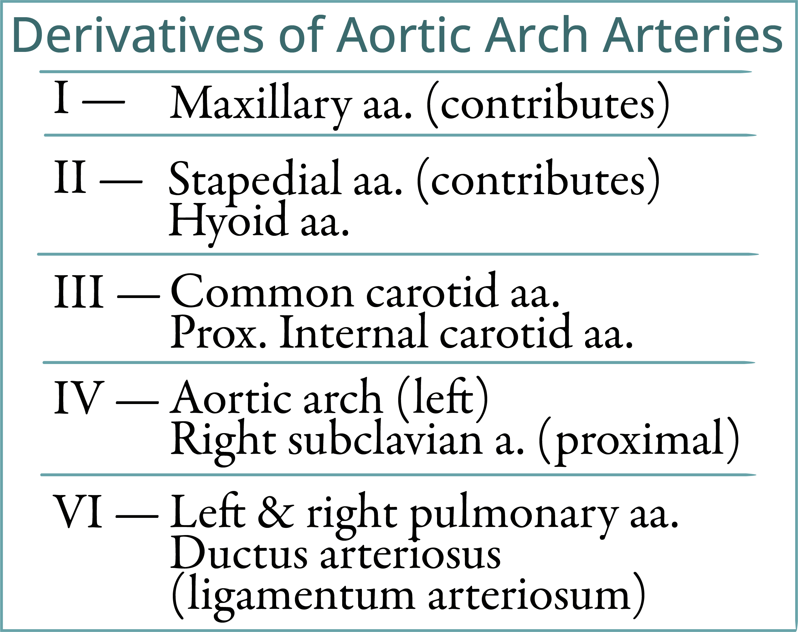 Aortic Arch Arteries