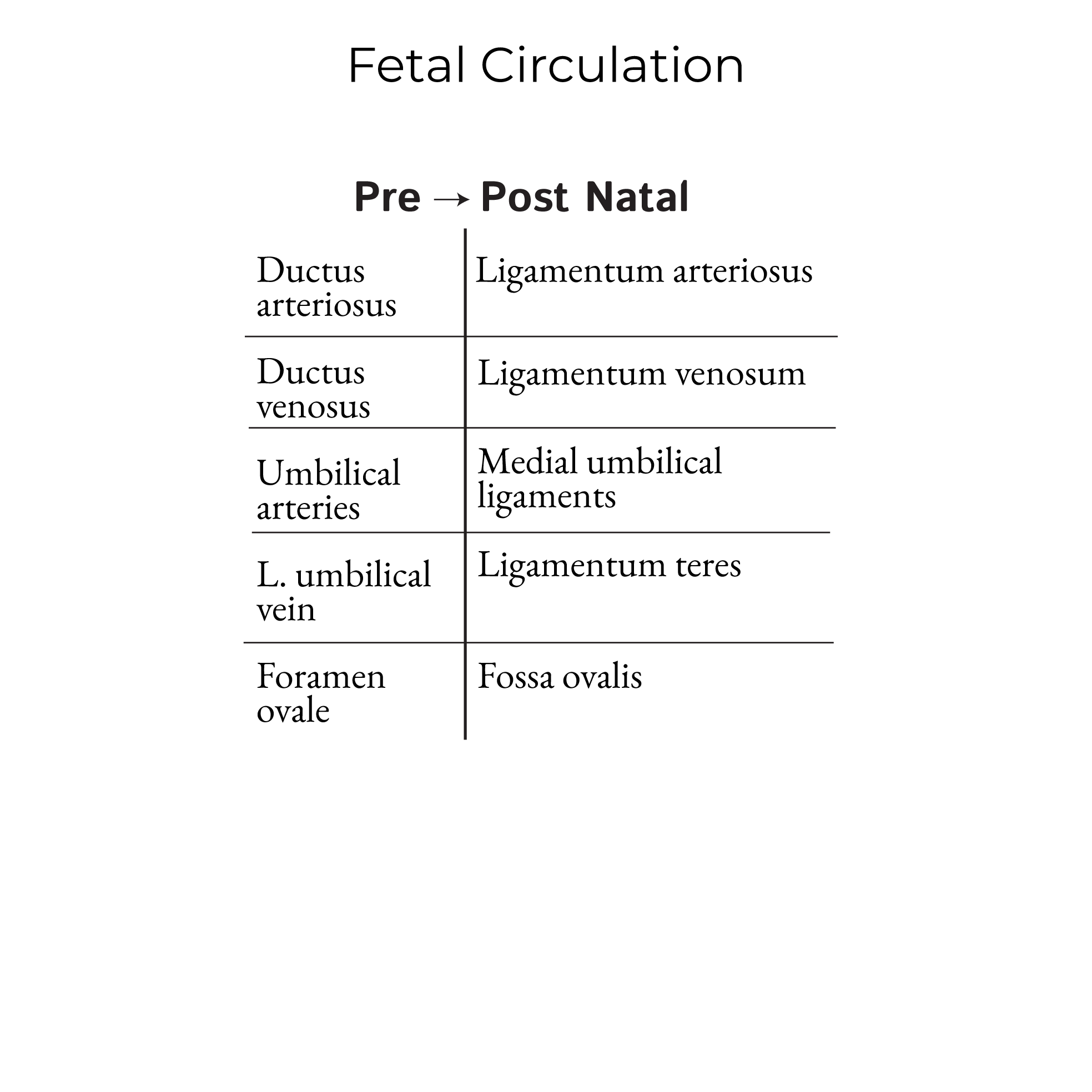 Fetal Circulation