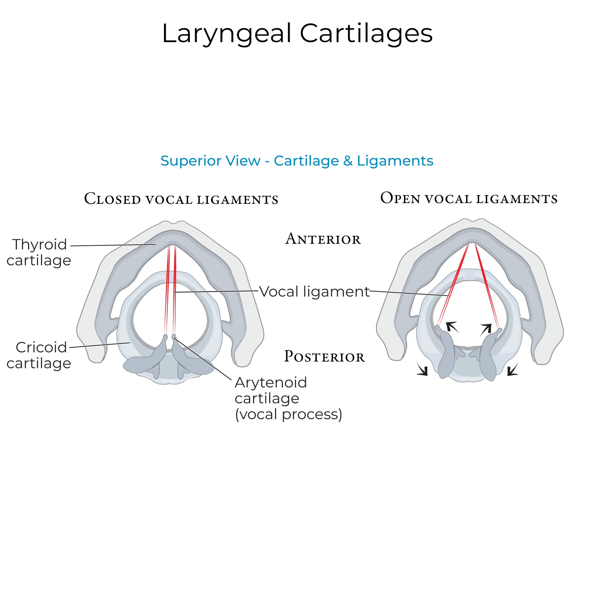 Laryngeal Cartilages & Cavity