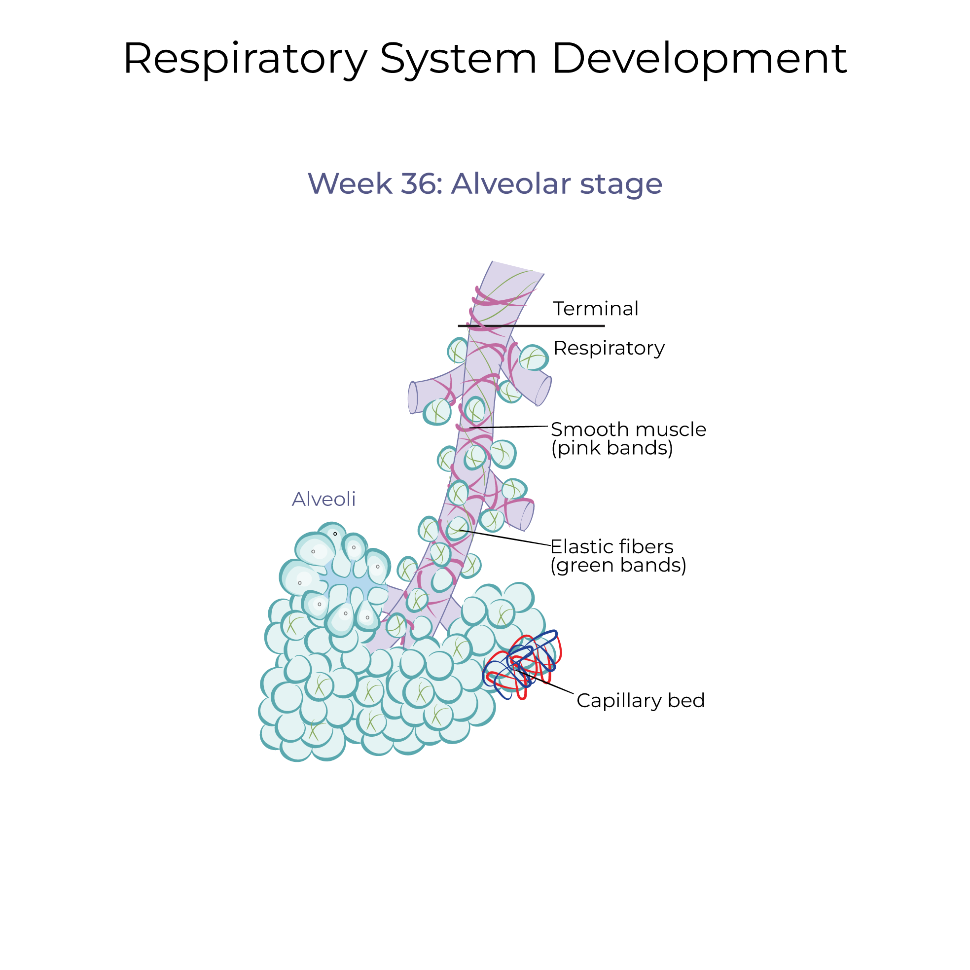 Respiratory System Development