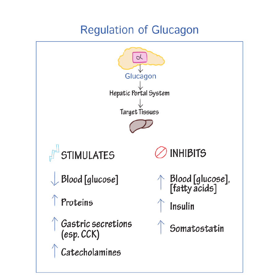 Physiology Glossary: Insulin & Glucagon | ditki medical & biological ...