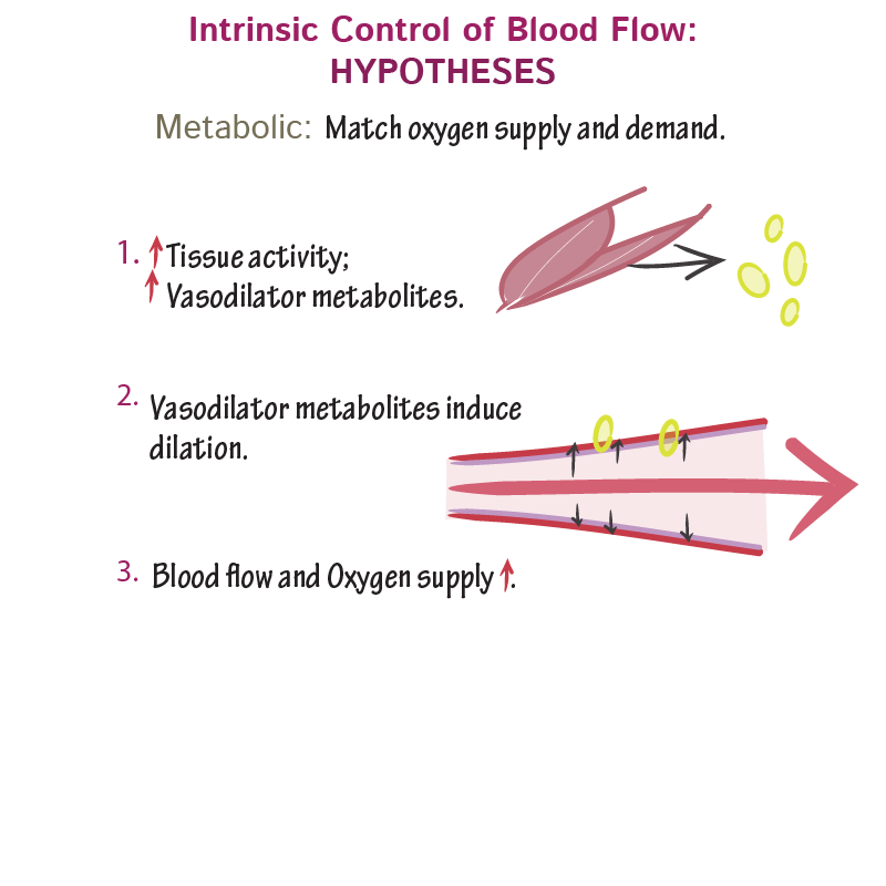 Intrinsic Blood Flow Regulation Physiology Flashcards ditki medical and biological sciences