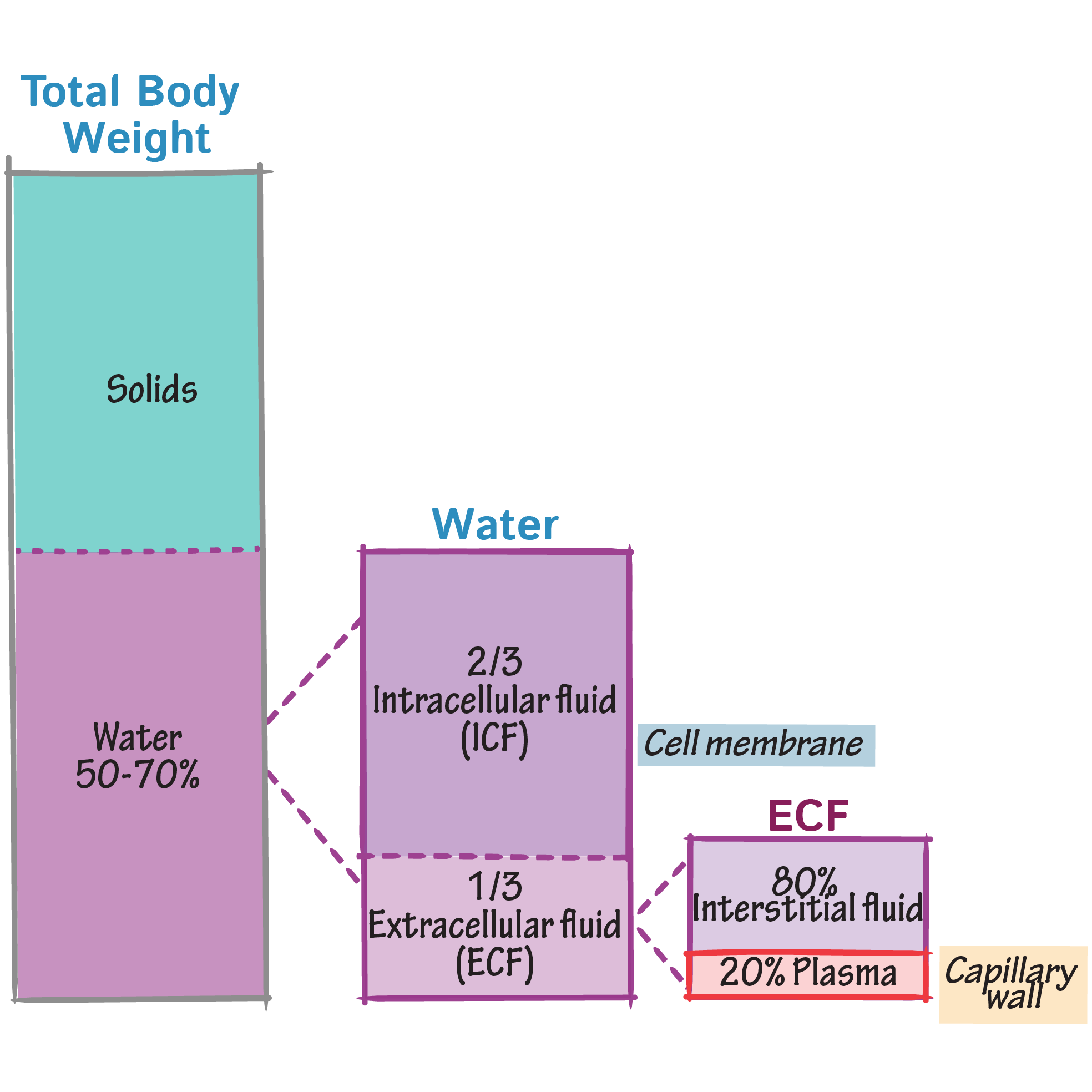 Physiology Glossary Body Water Compartments Draw It To Know It