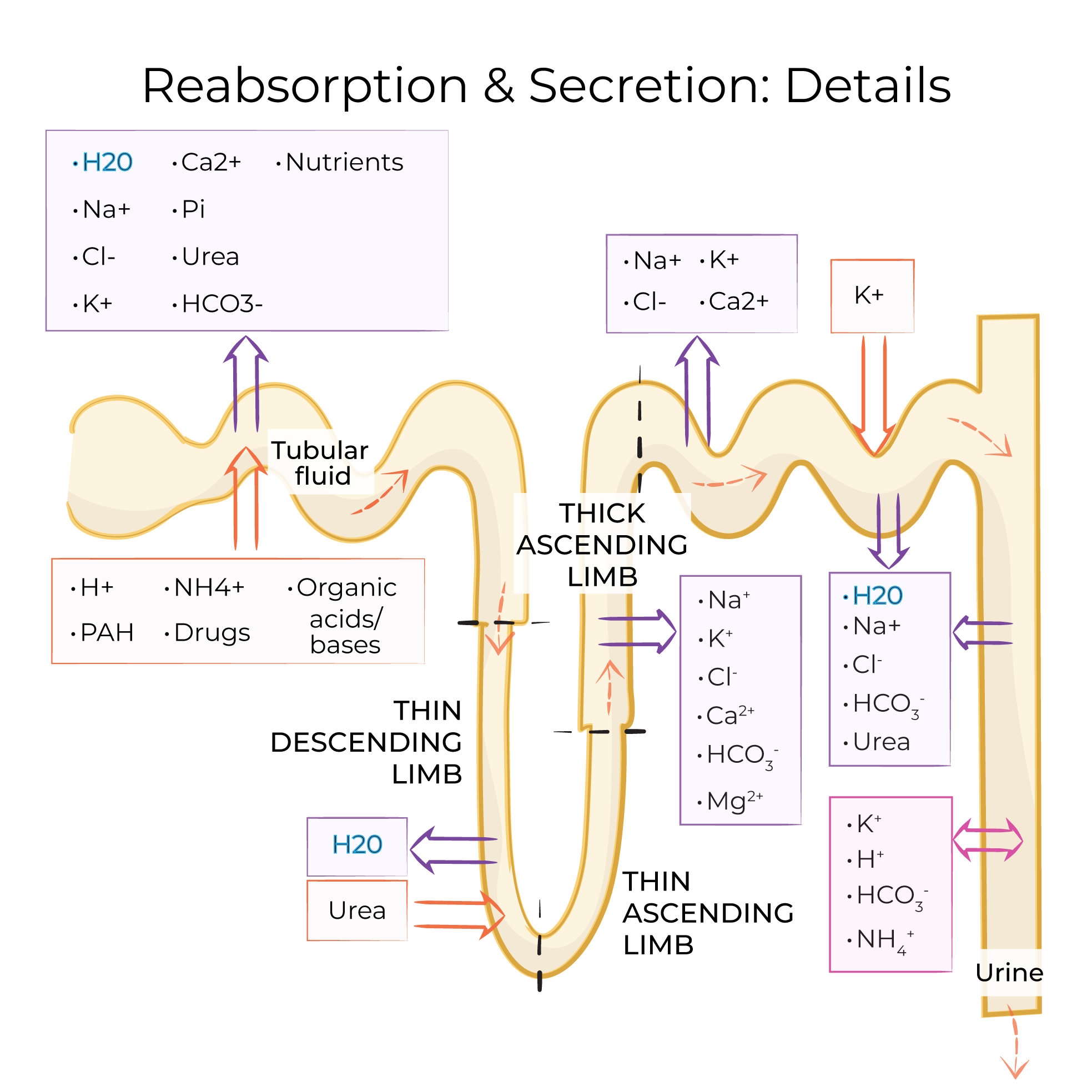 Nephron Reabsorption & Secretion - Overview