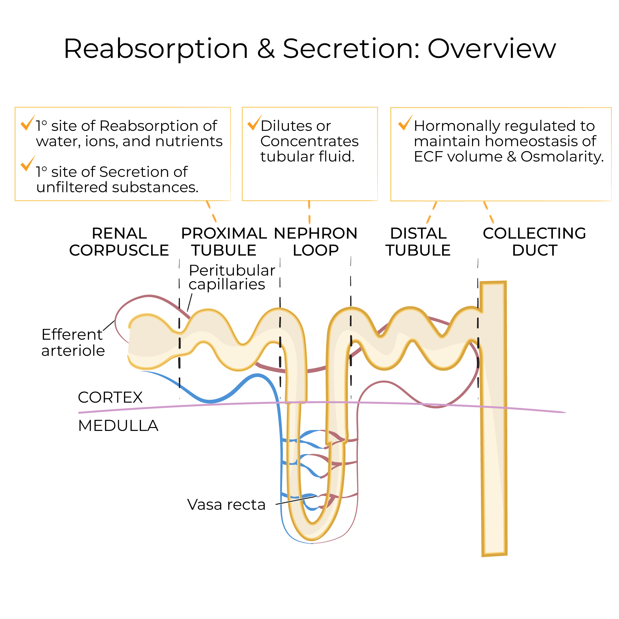 Nephron Reabsorption & Secretion - Overview