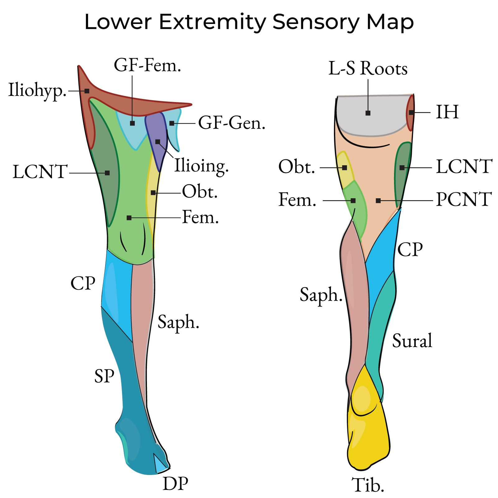 Common Peroneal Nerve (aka Fibular Nerve)